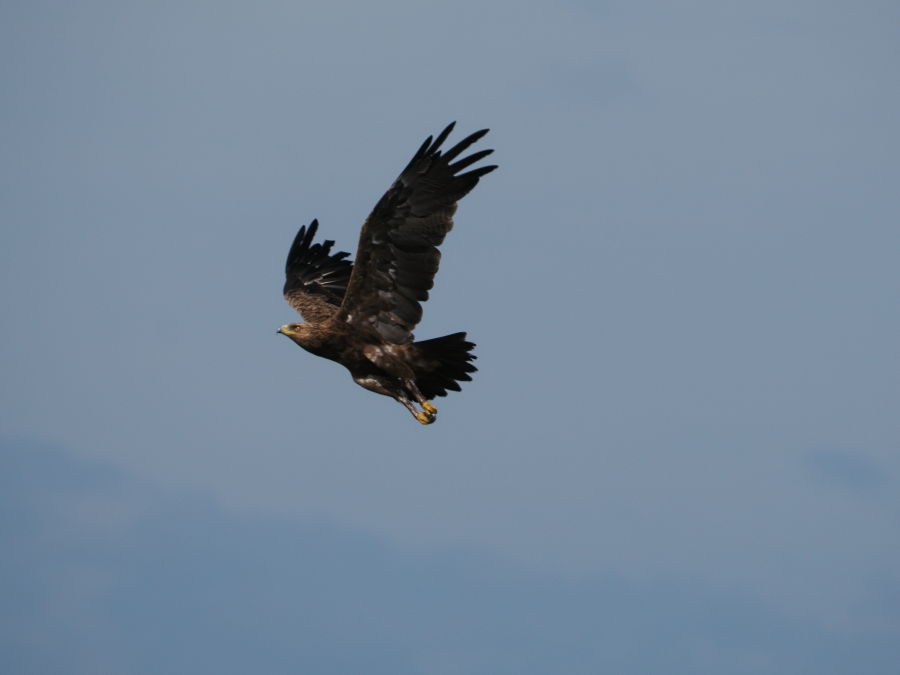 Lesser spotted eagle?