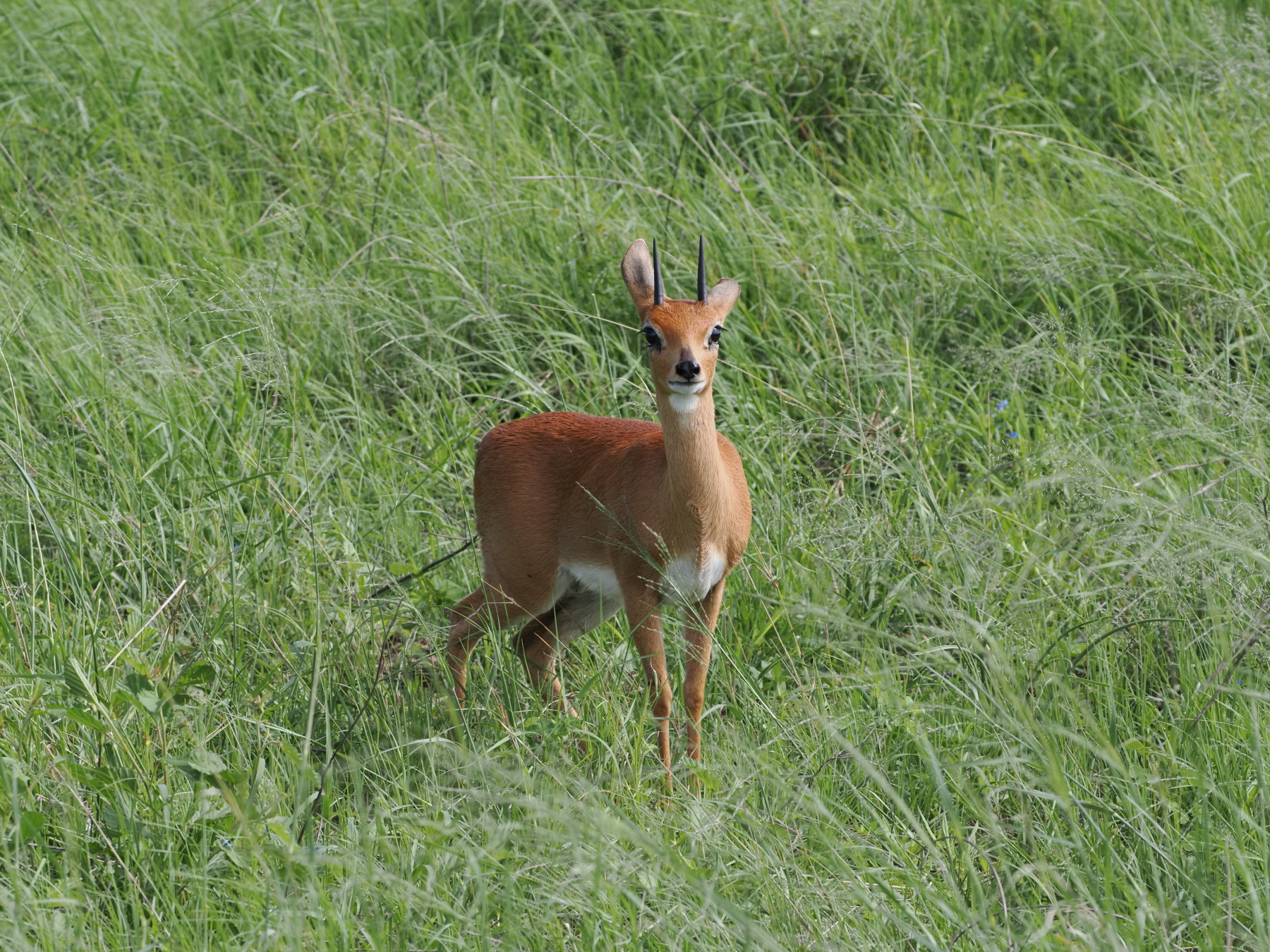 Fully grown male steenbok. They are a little bigger than the dik-dik's we saw in Tanzania
