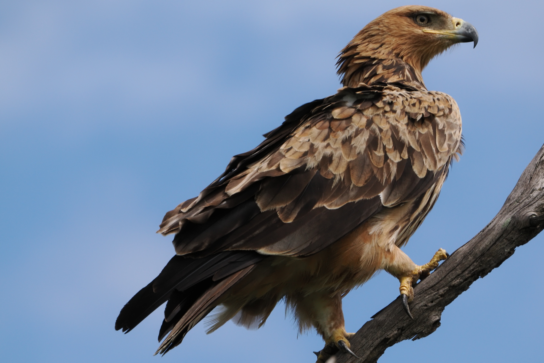 Tawny eagle