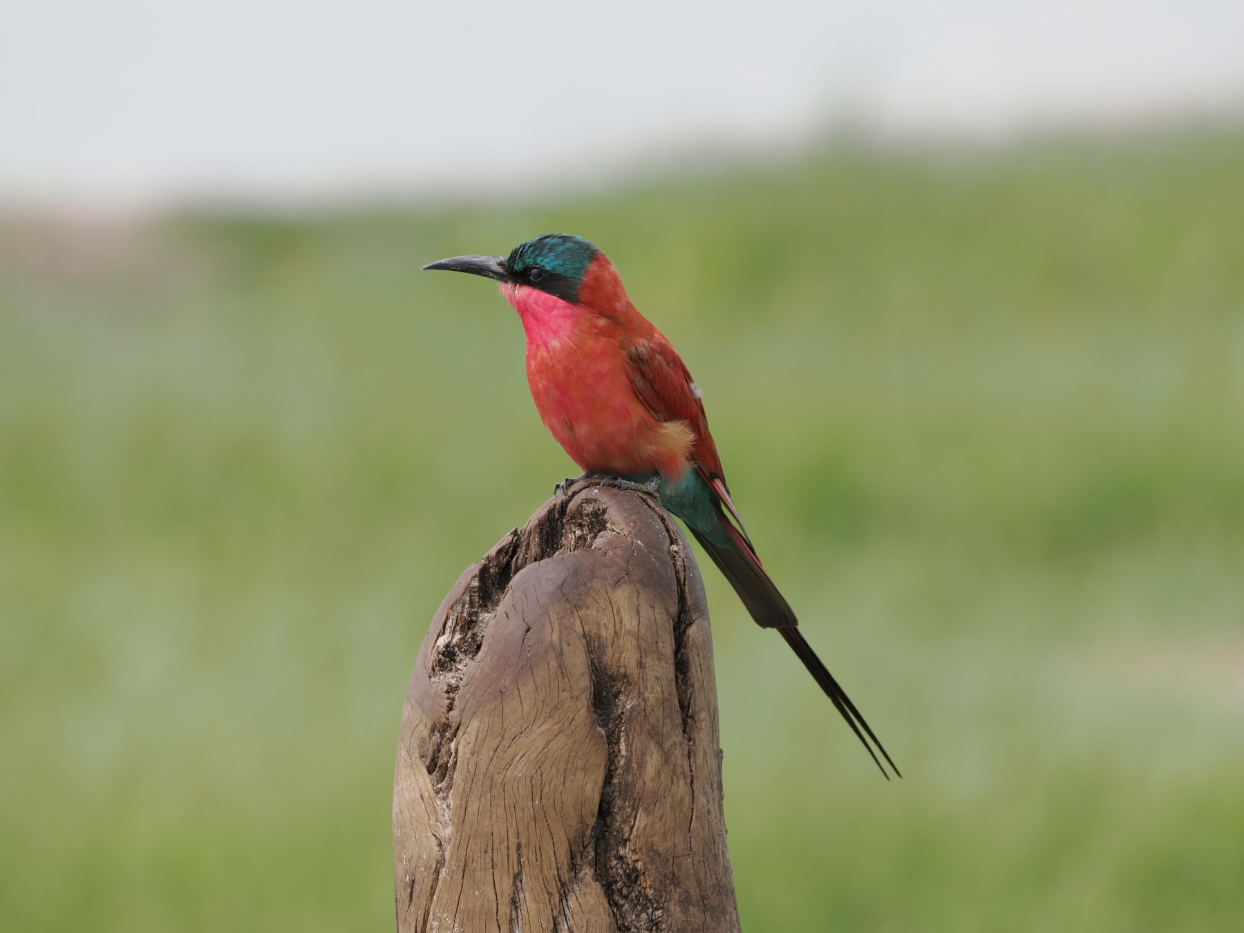 Southern Carmine Bee-eater
