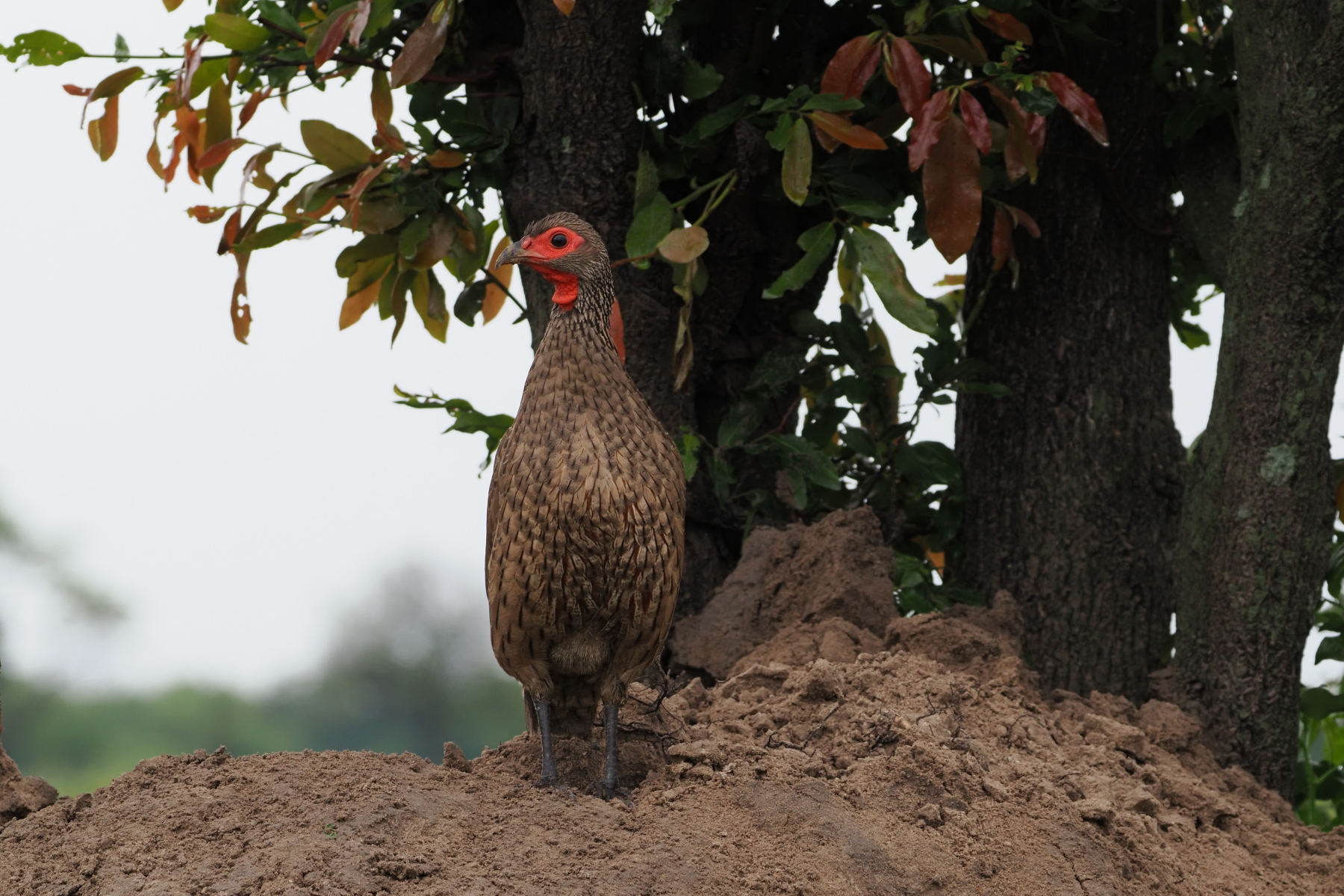 Swainson's Francolin