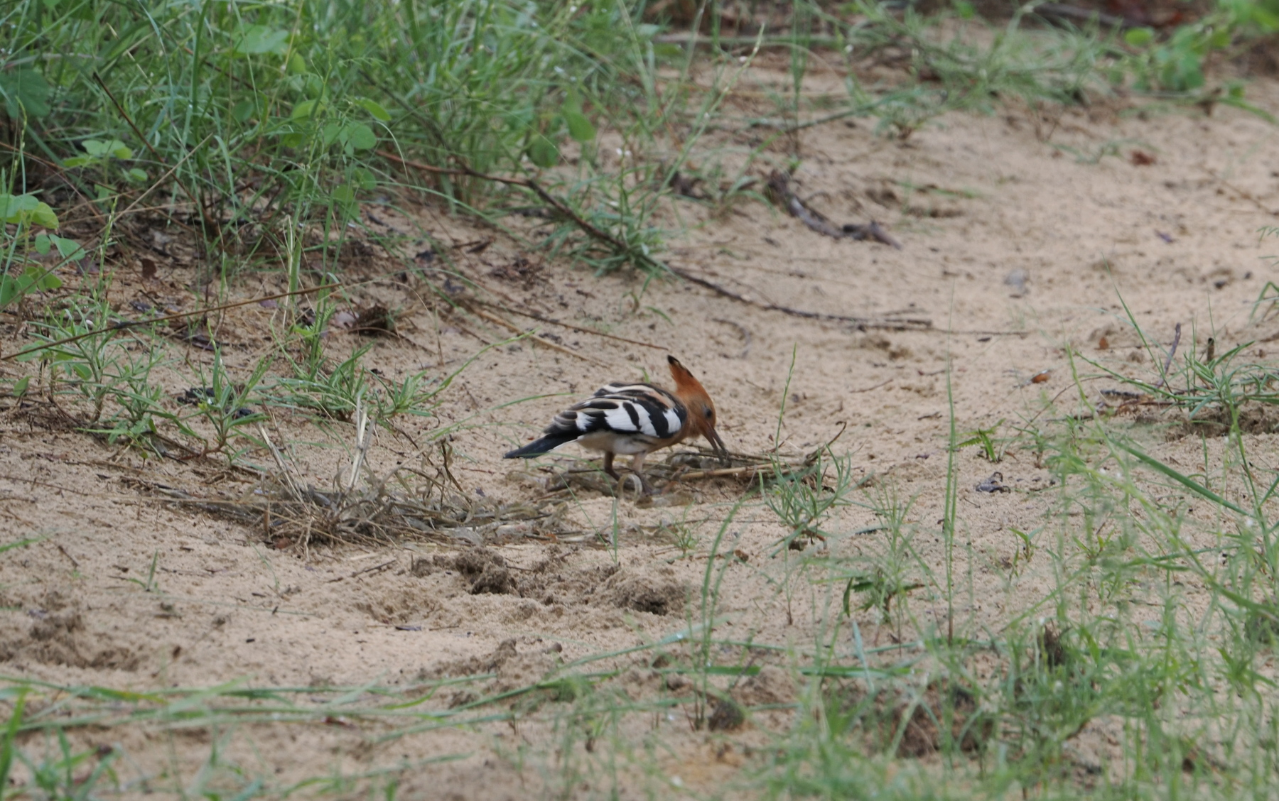 African Hoopoe
