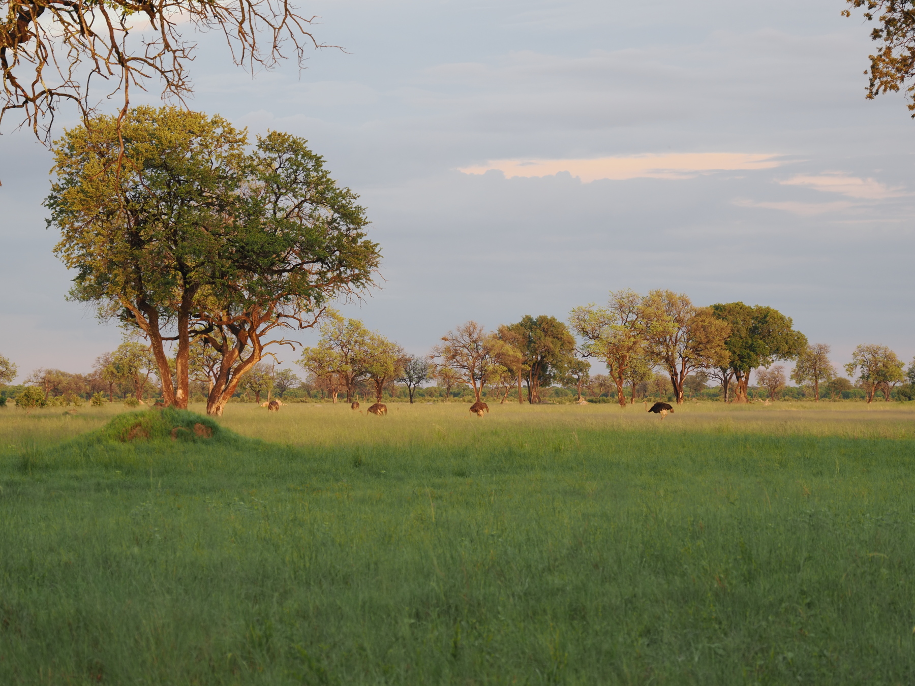 View from the Big Makalolo main area - with ostriches