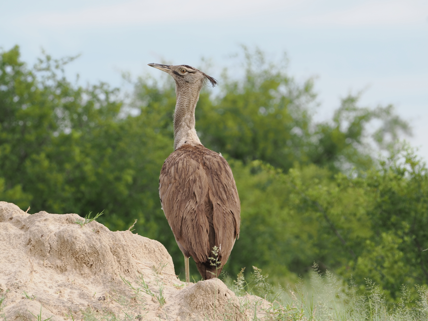 Kori bustard