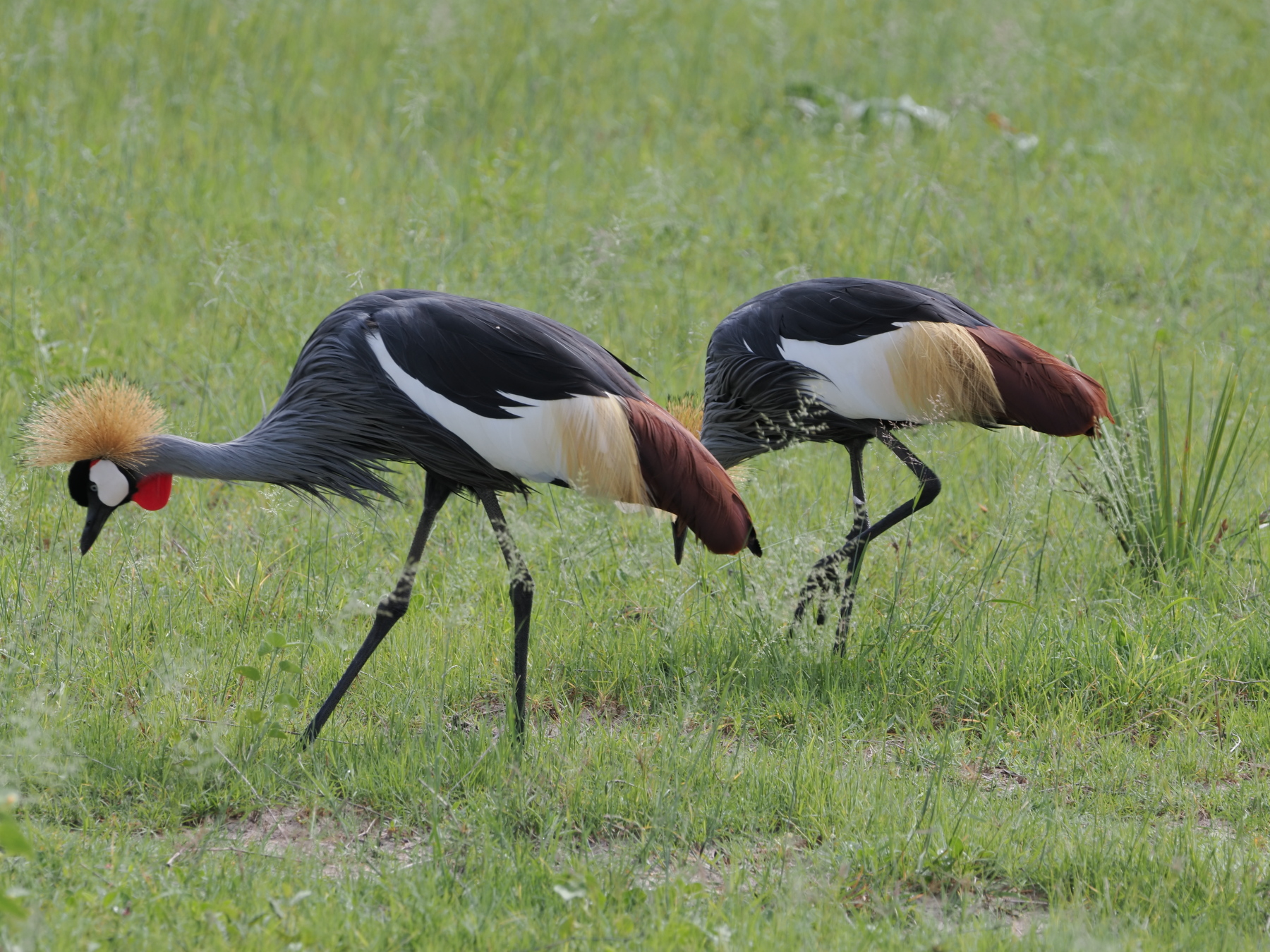 Grey crowned cranes