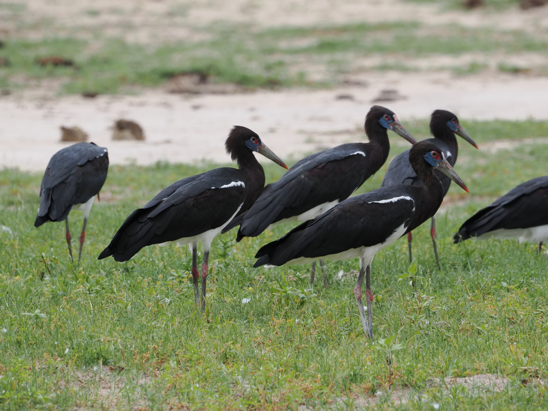 White bellied storks