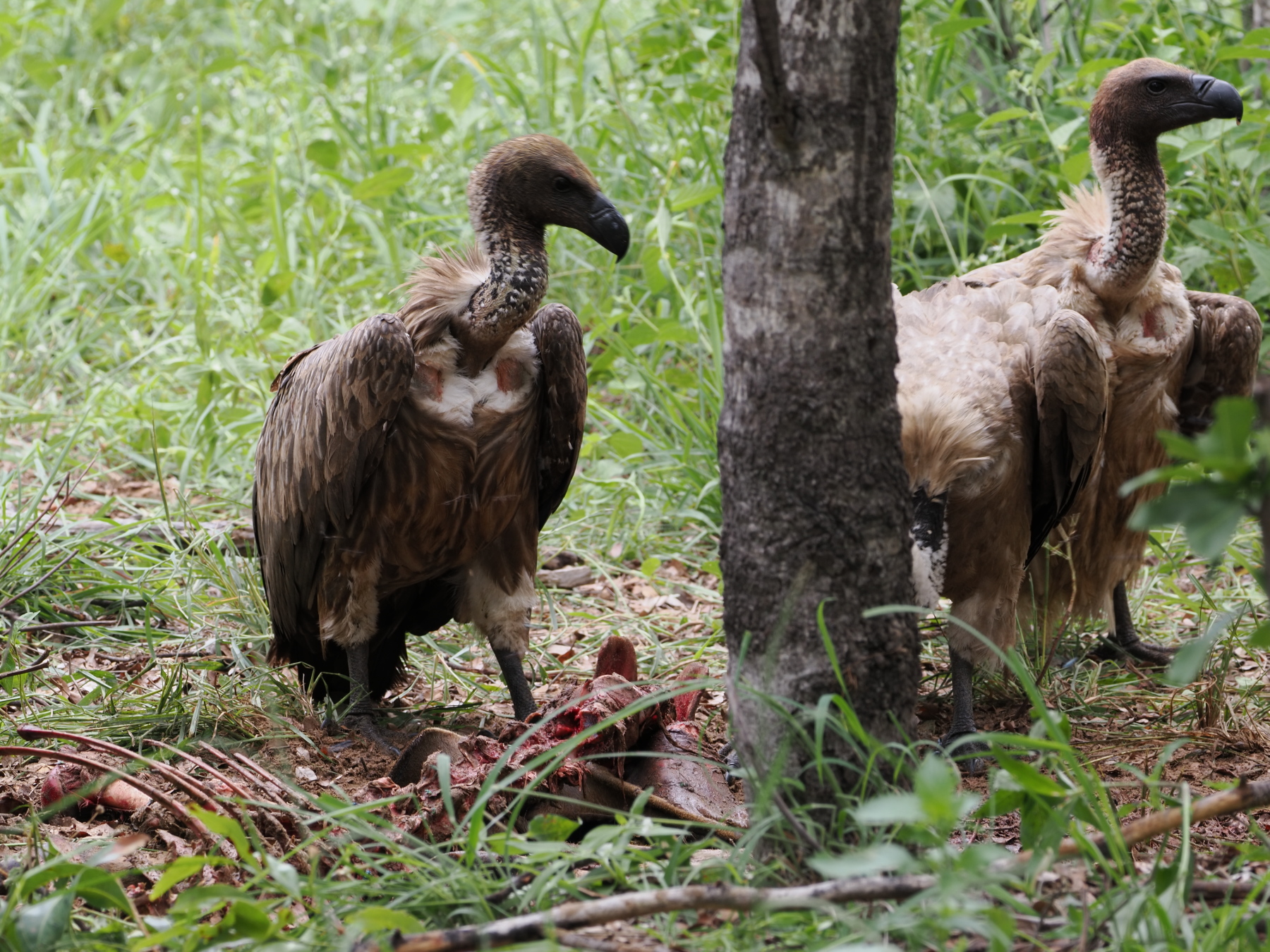 The vultures turn at a Kudu