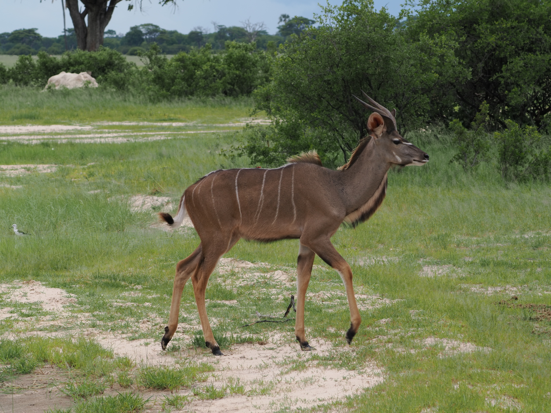 Greater kudu