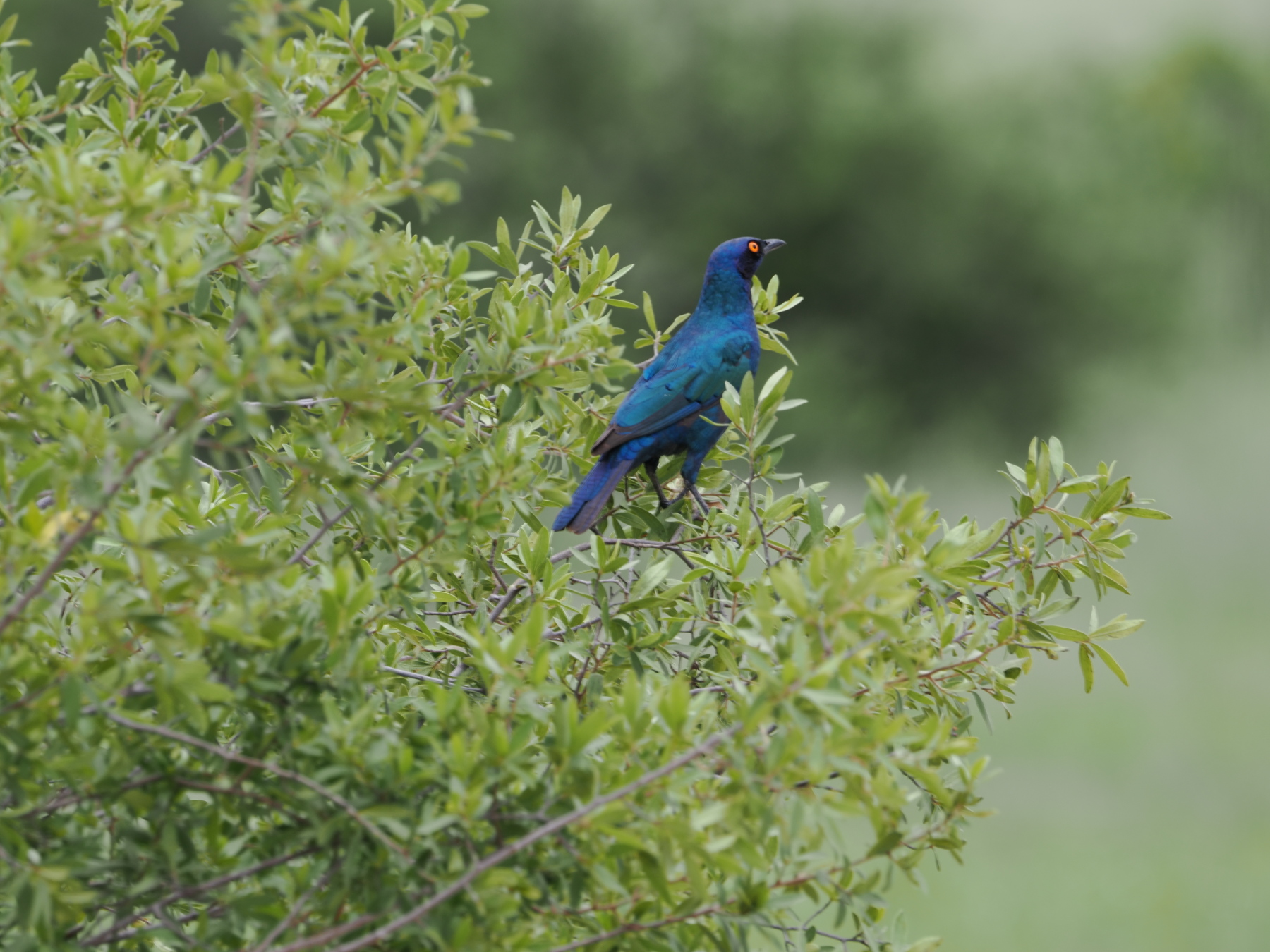 Greater blue eared starling