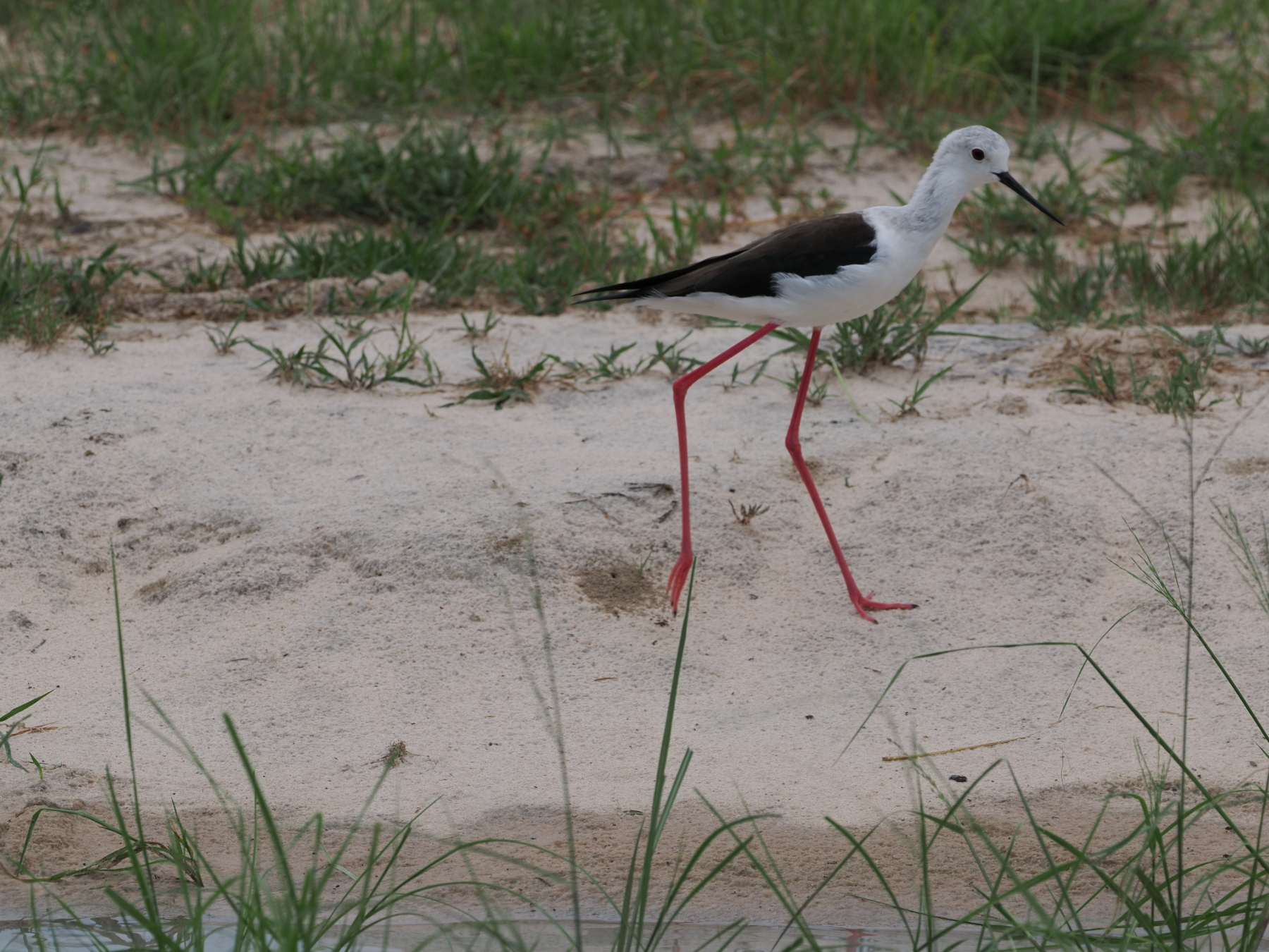 the appropriately named black winged stilt
