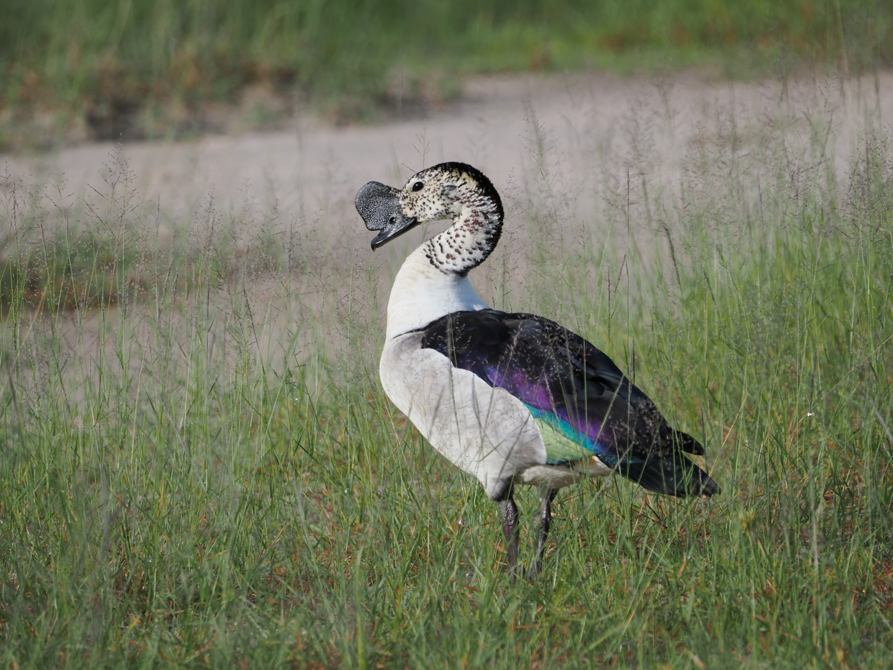 Knob billed duck. It needs to stand a certain angle to show the blue wing tips