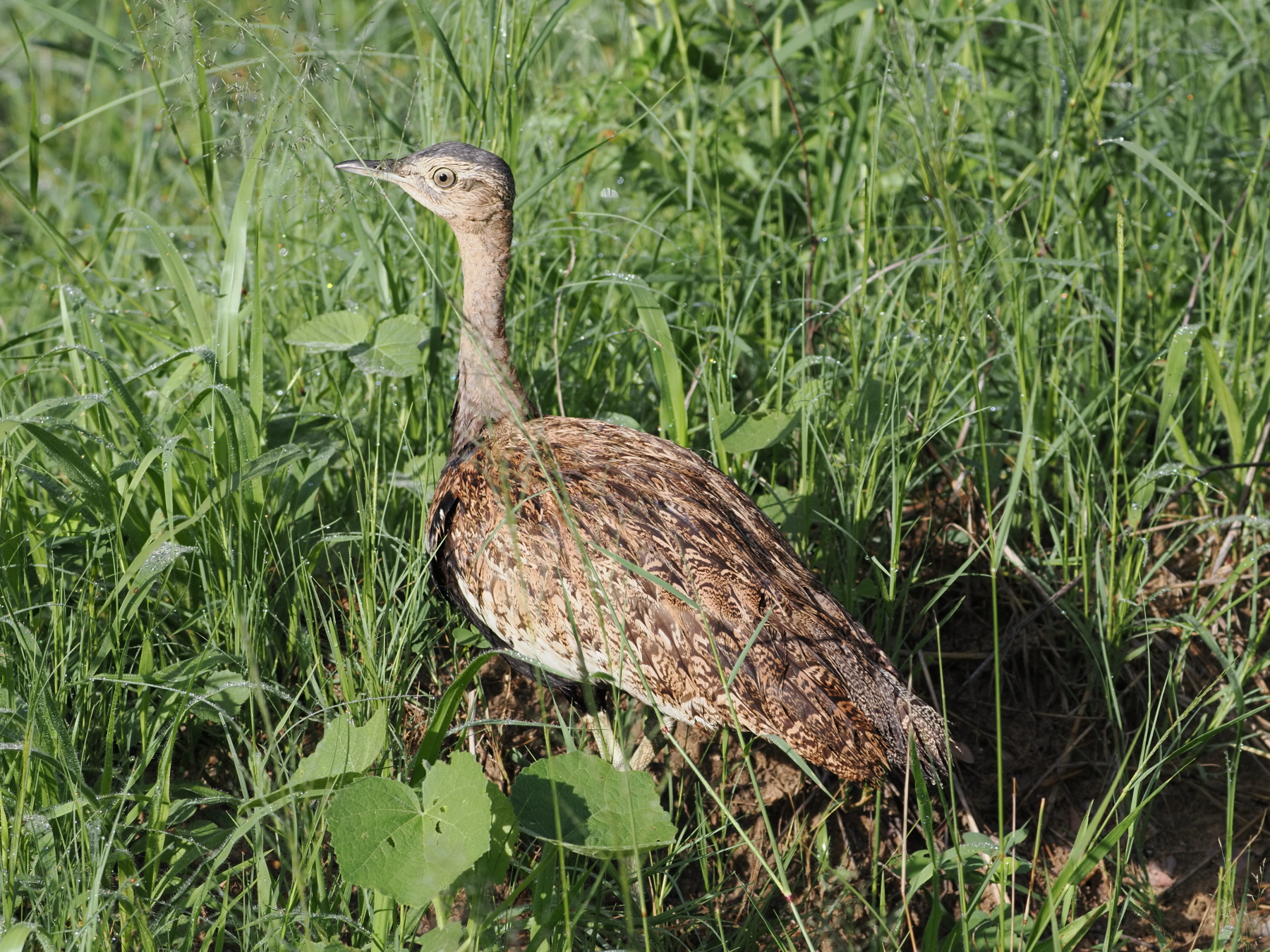 Red crested korhaan (suicide bird)