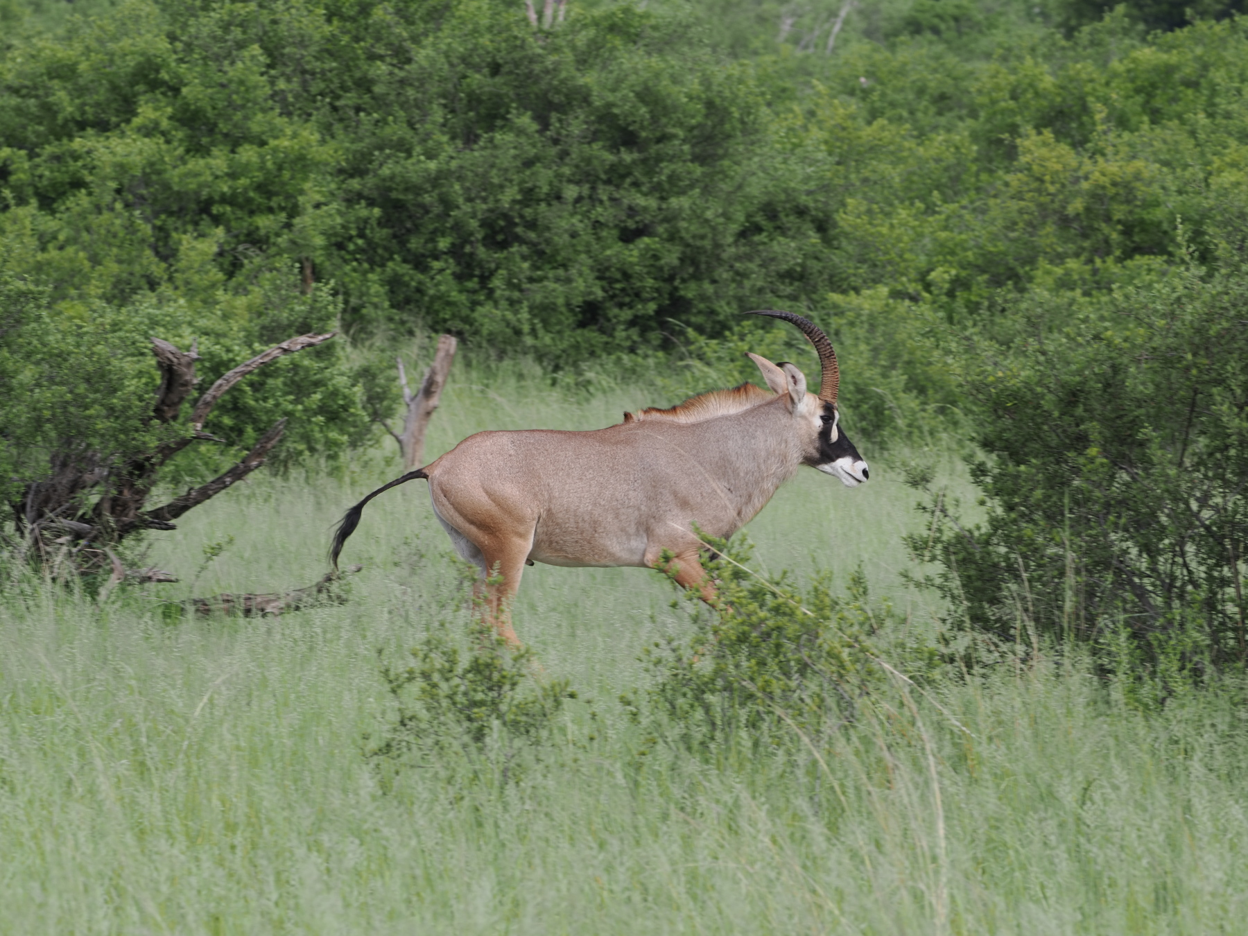Roan Antelope (endangered)