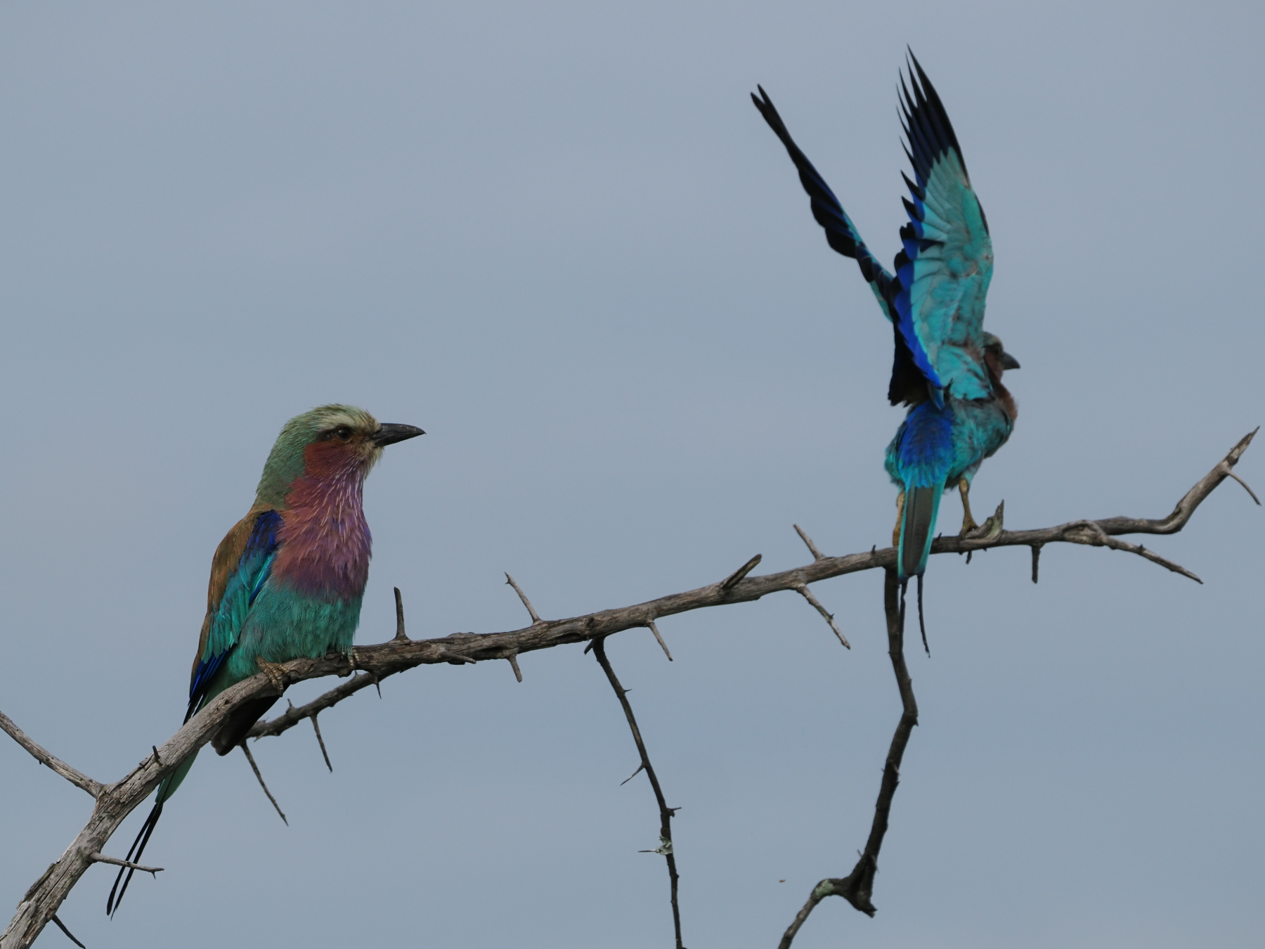 Lilac-breasted roller