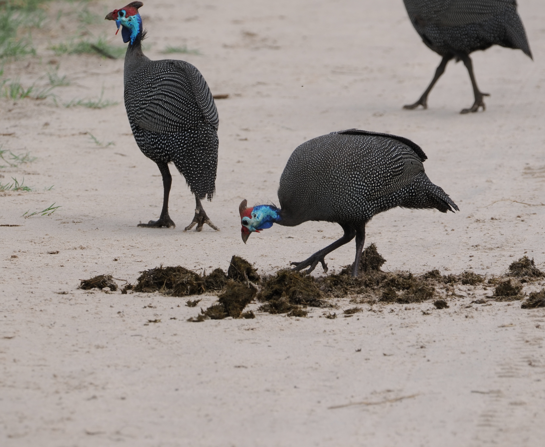 Helmeted guinea fowl looking for seeds in the elephant poop
