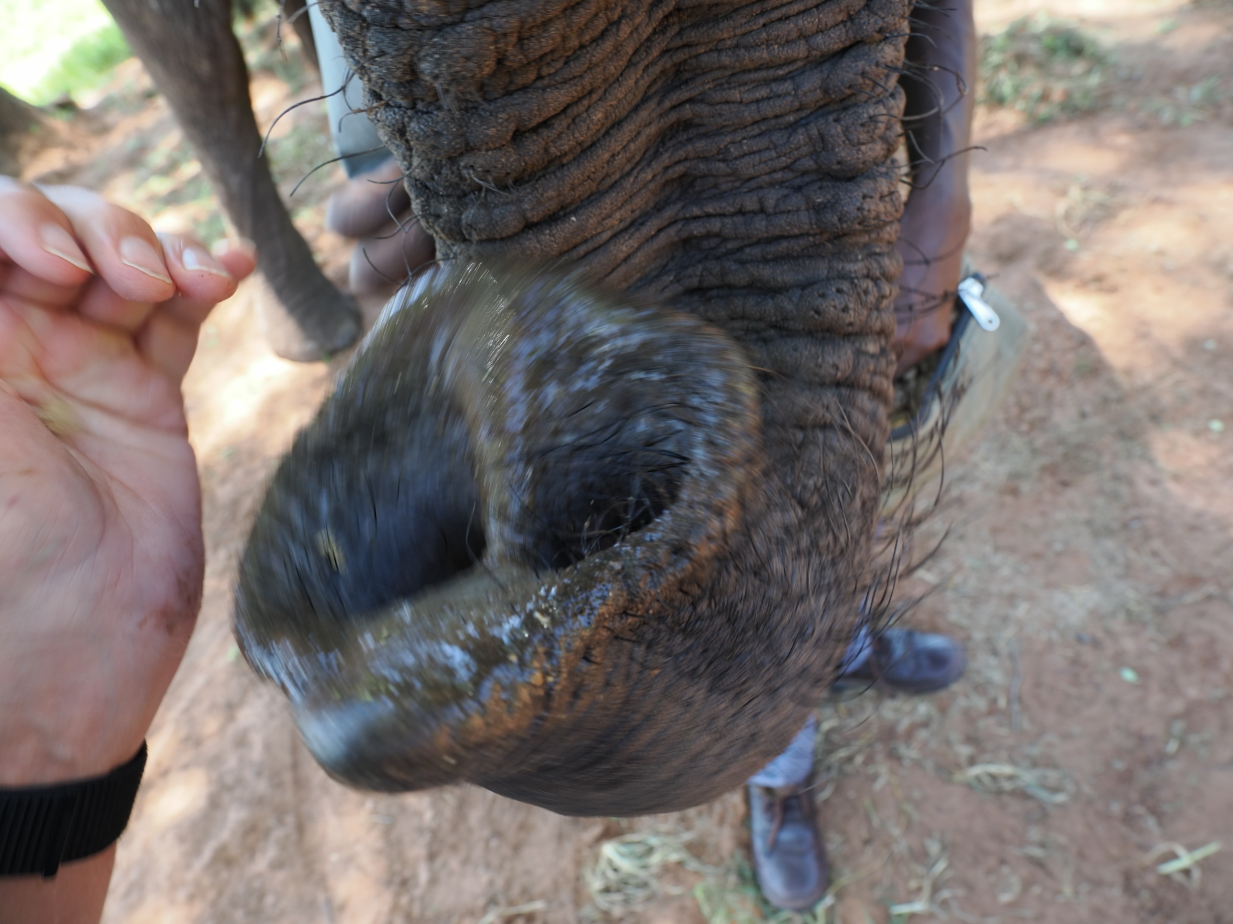 The trunk is very dextrous