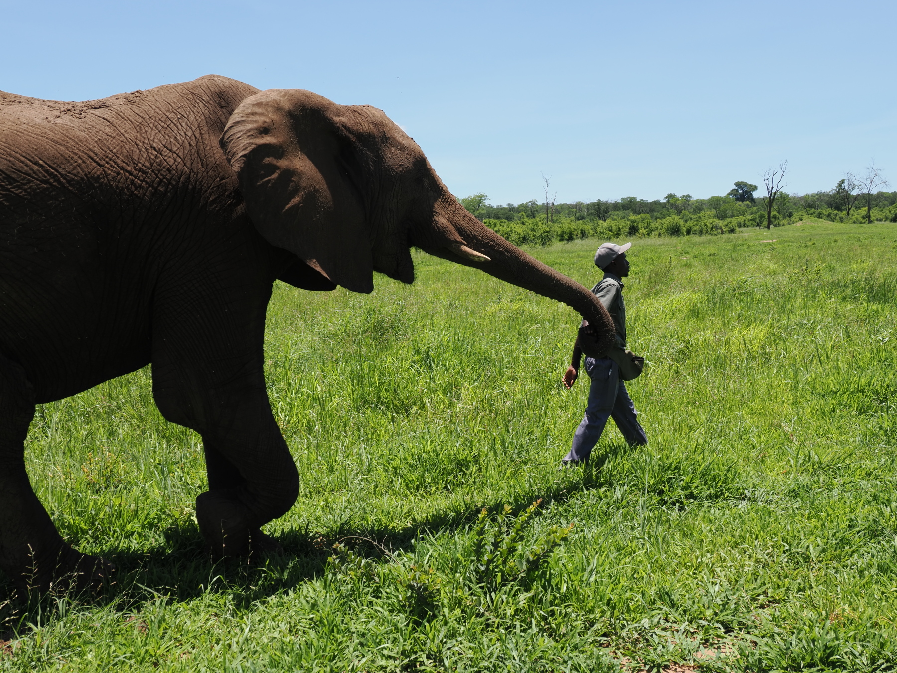 Taking your elephant for a walk