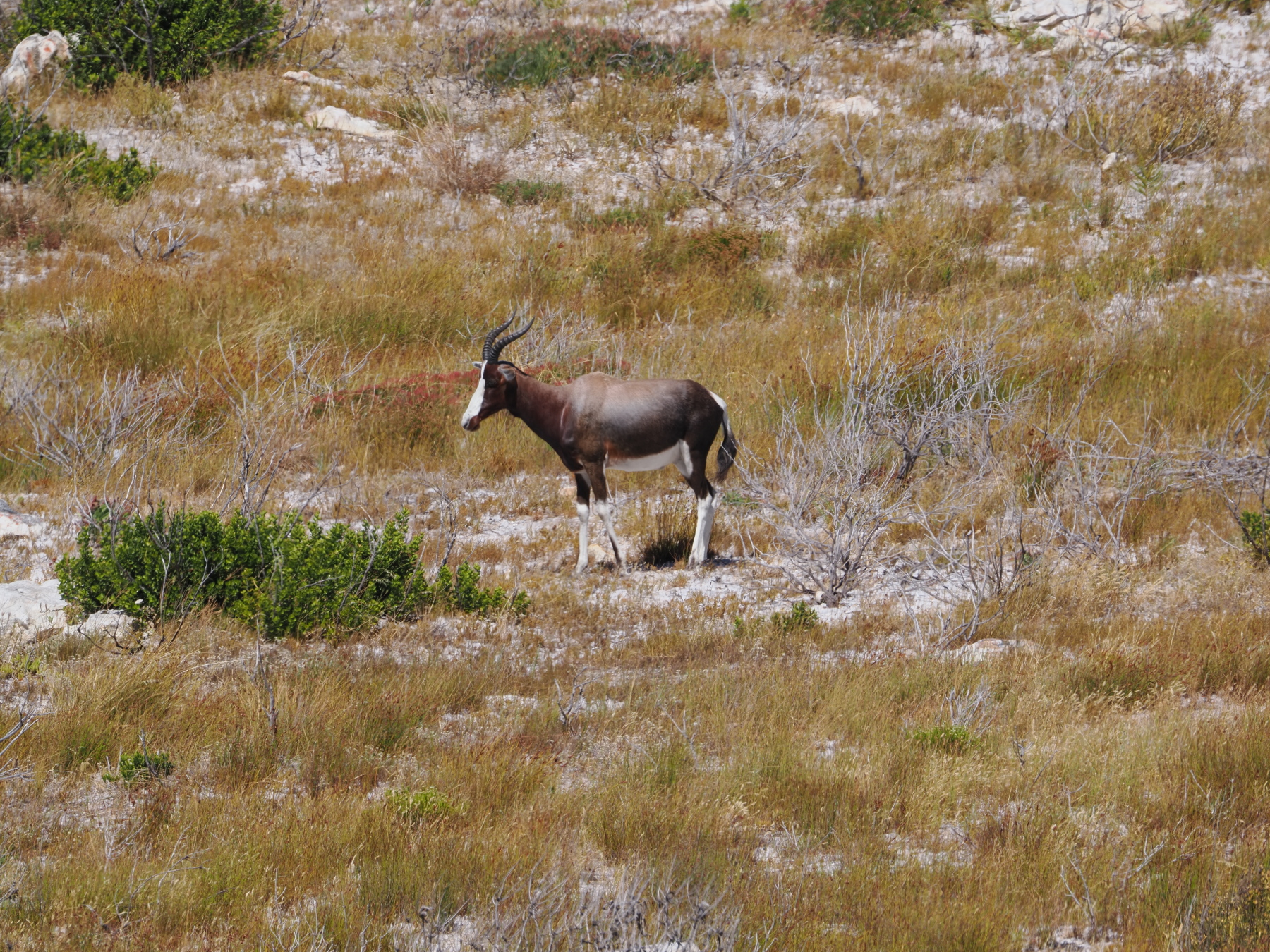 A Bontebok antelope - only found near the Cape of Good Hope
