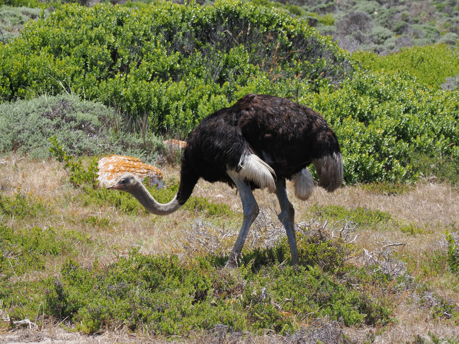 Male ostrich in Cape of god hope nature reserve