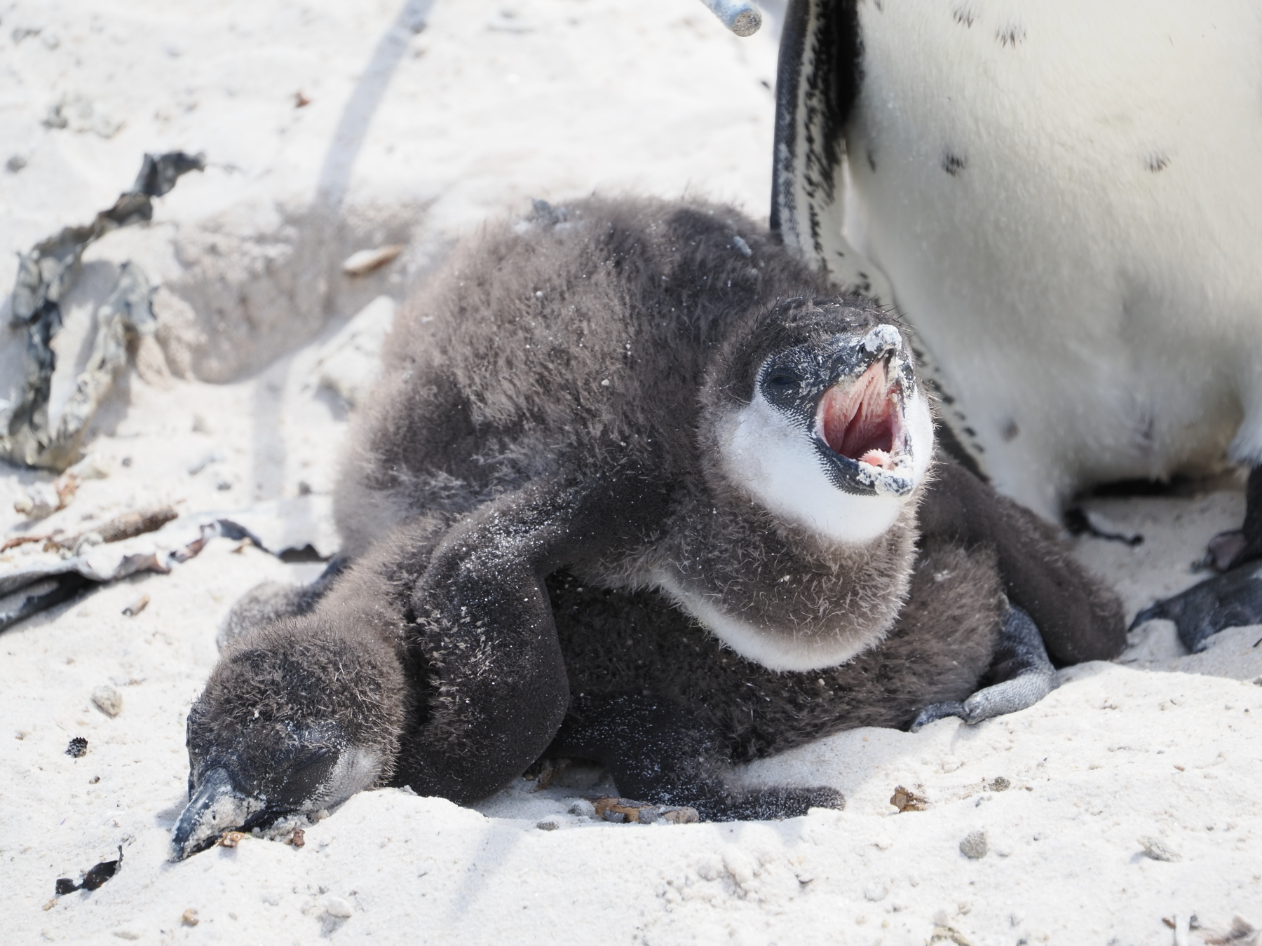The naturalist dressed like a 6' penguin and took these two chicks away for special care.