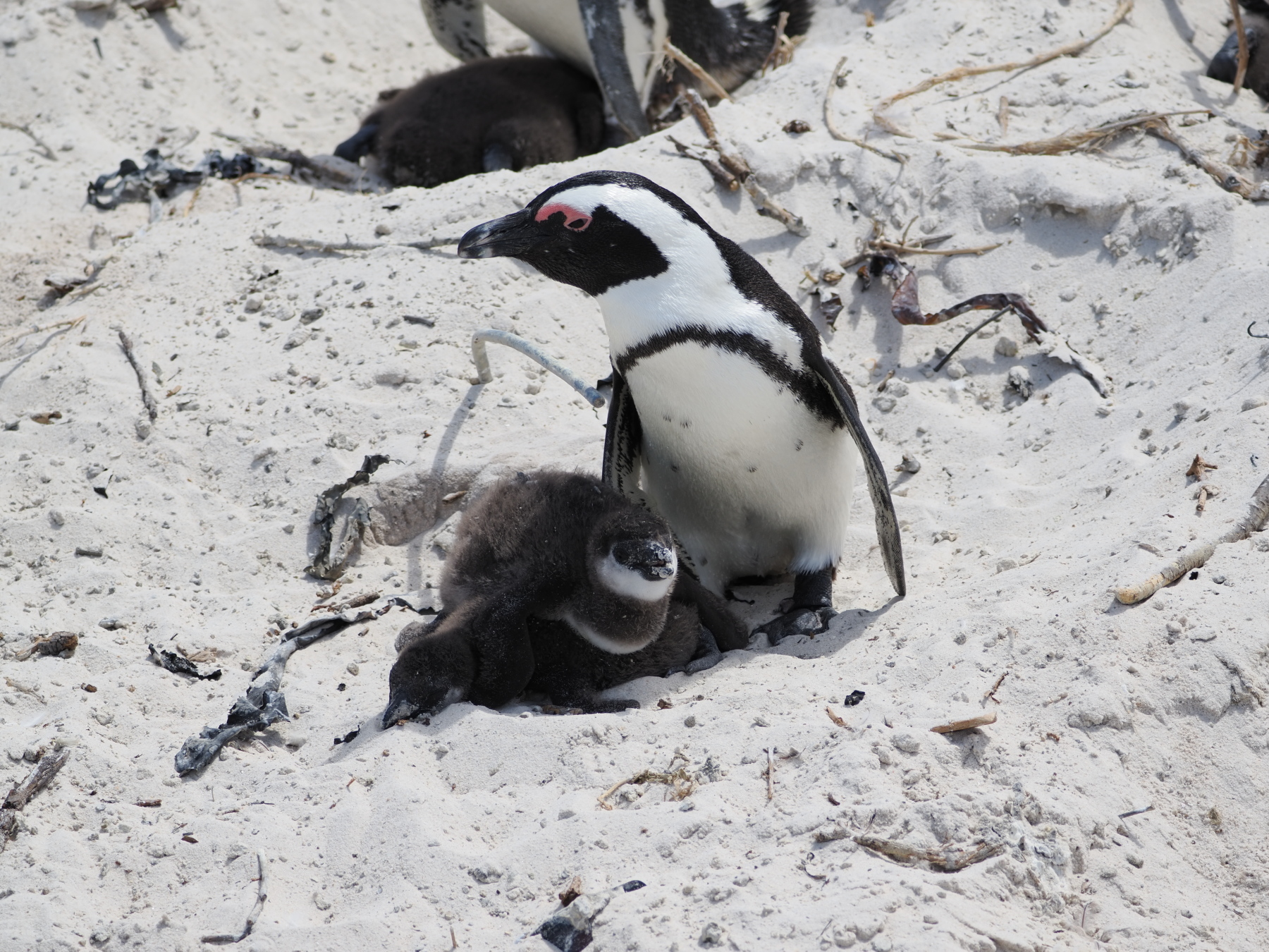 African Penguins - there are two there. The one on the bottom was definitely not happy