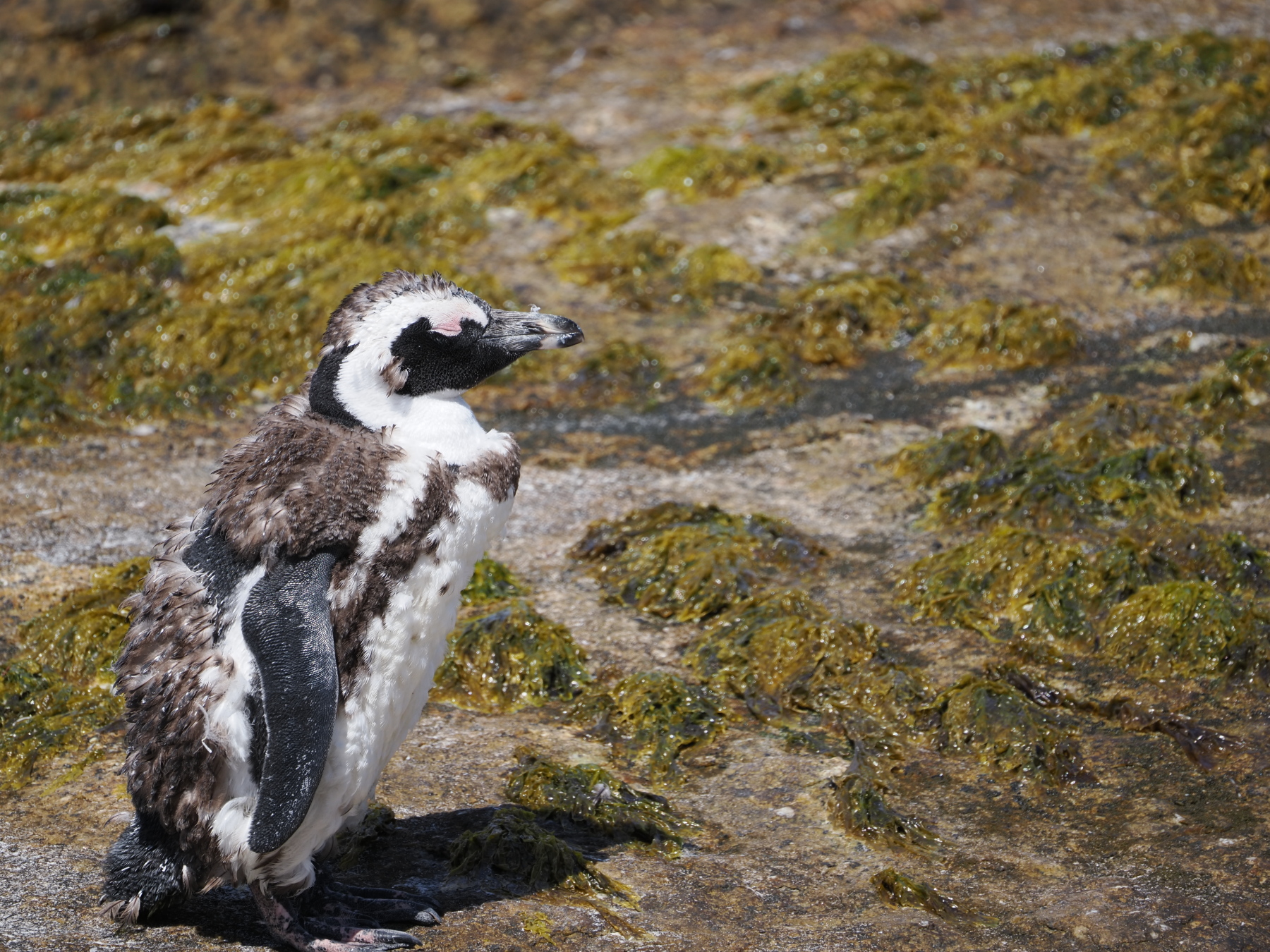 African Penguins moult every two years