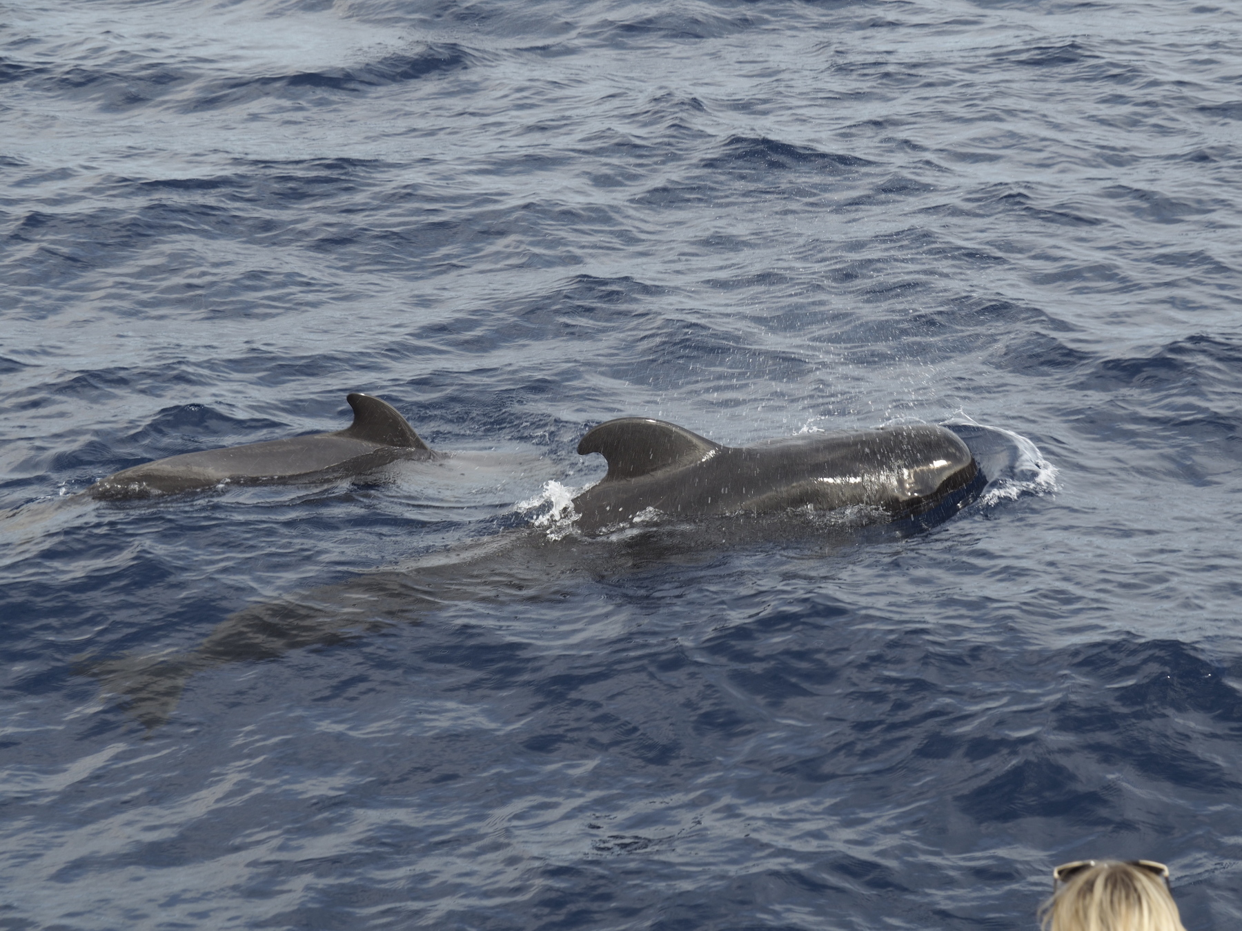 Pilot whales - a member of the dolphin family