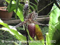 Rothschild ladyslipper orchid