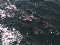 Dolphins near Tauranga
