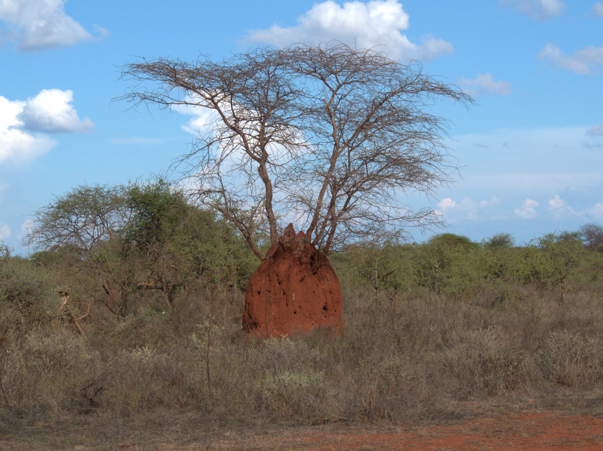 termite mound