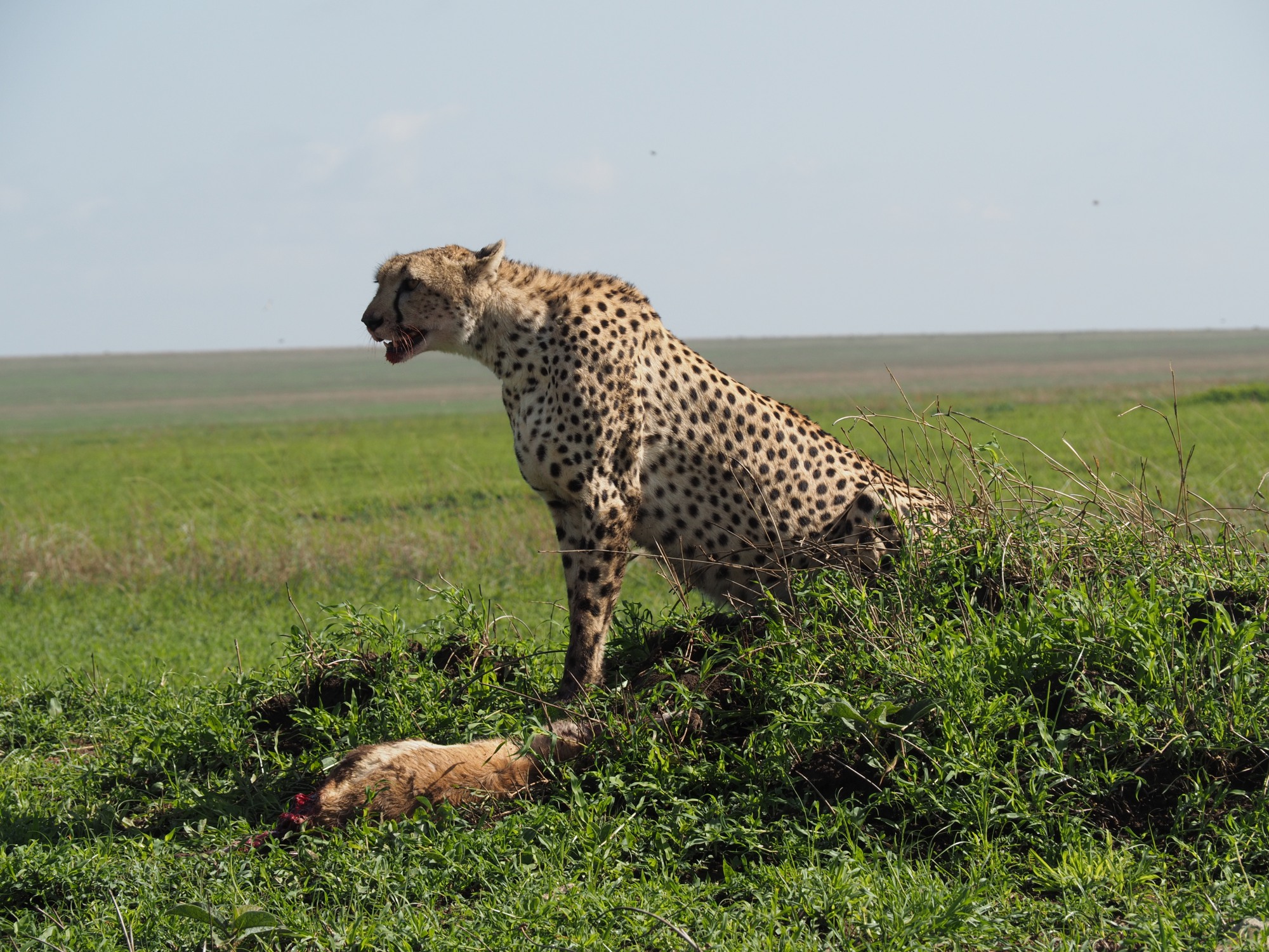 Keeping a watchful eye out: If a hyena arrives, the cheetah will leave in a hurry