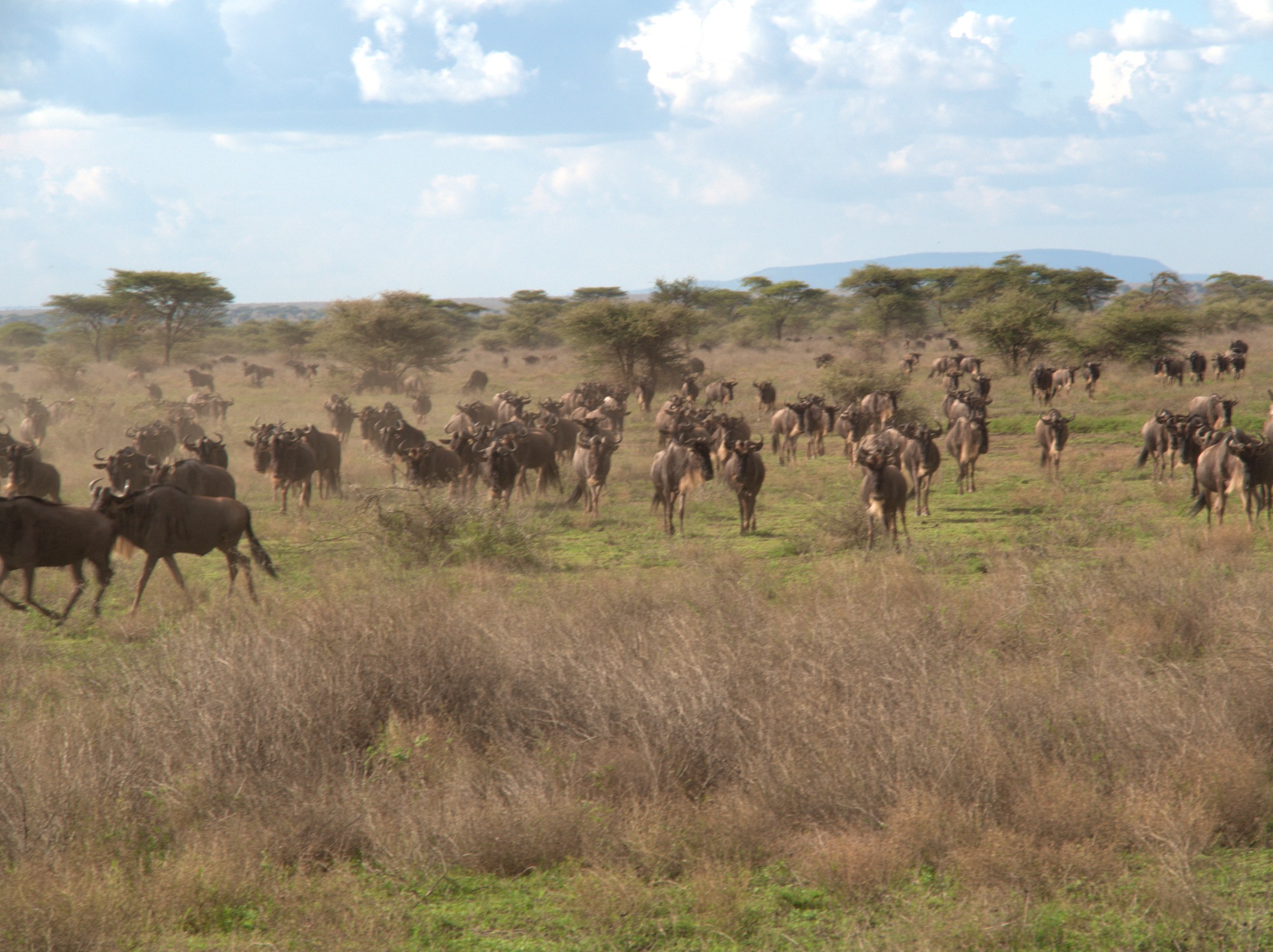 small scale wildebeest migration