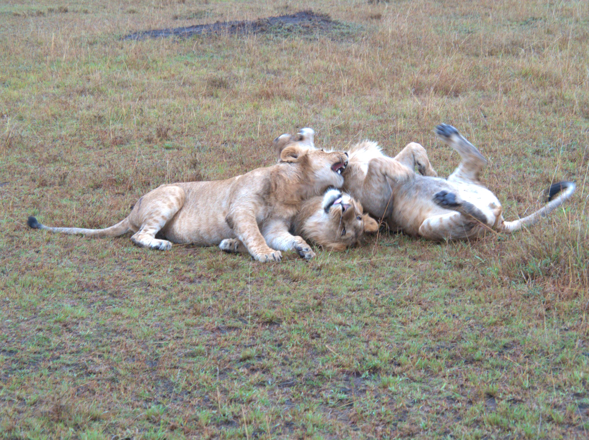 Young male lions at play