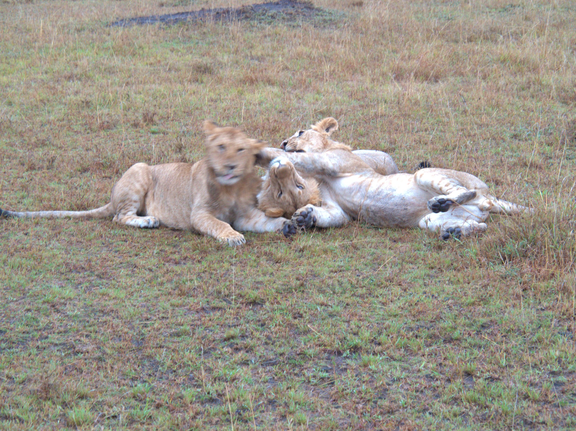 Lion practical jokes:Hit your friend in the head just as the picture is being taken