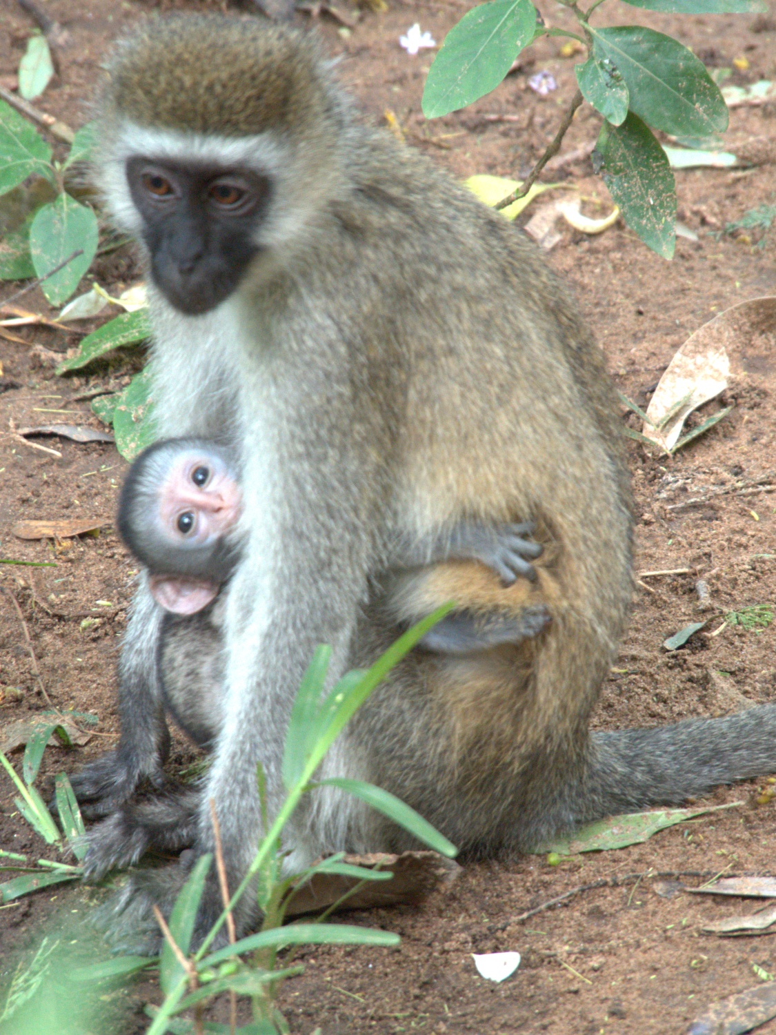 Velvet Monkey & baby