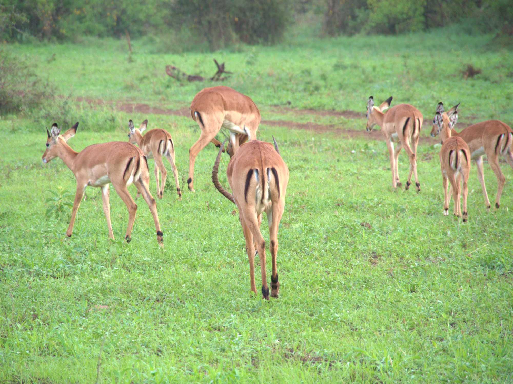 Impalas: Our guide told us the black M on their rump  signifies they are McDonalds for Lions