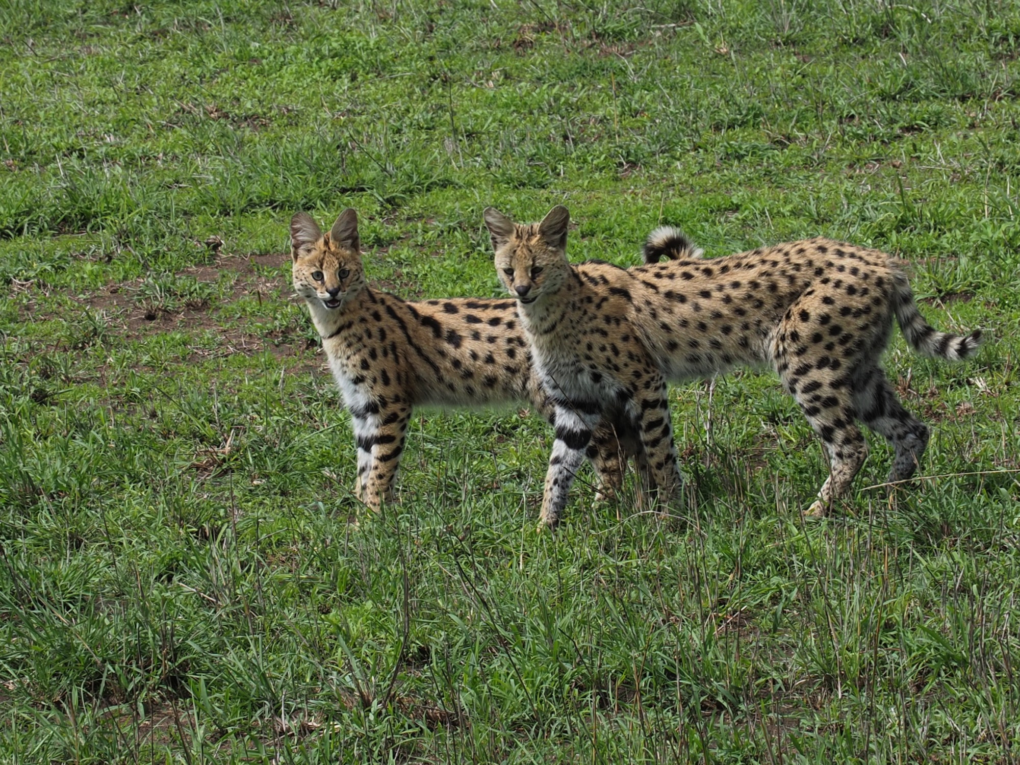 Serval Cats - this mother and  kitten are about the same size as our siamese cats were