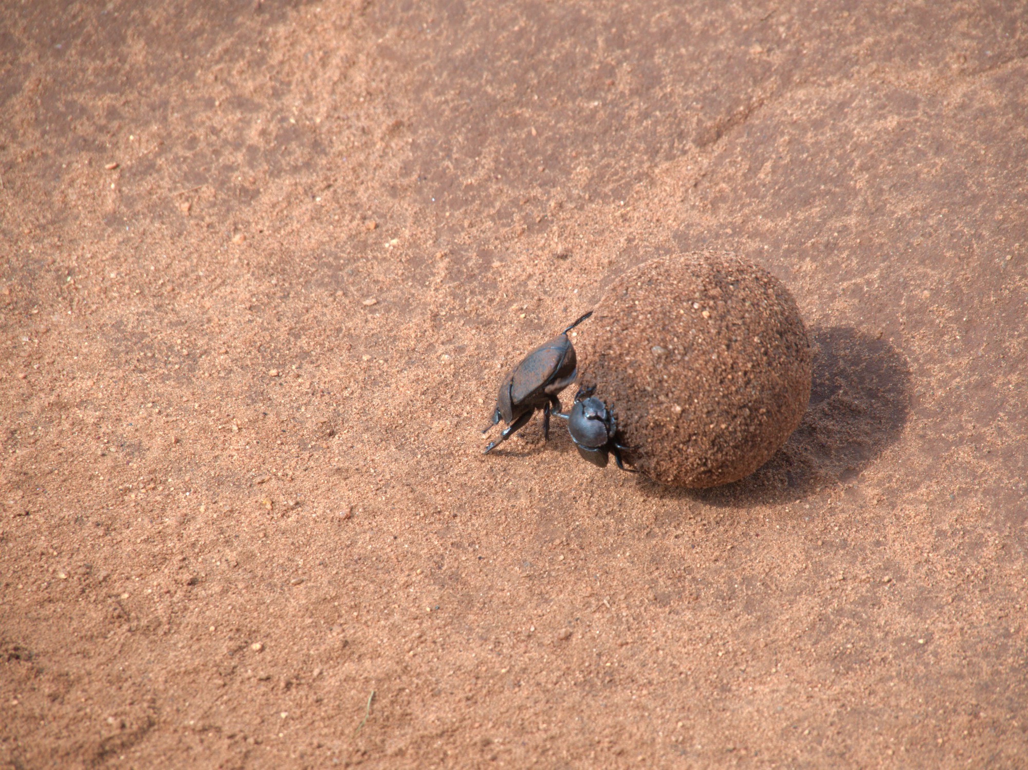 Dung beetle!