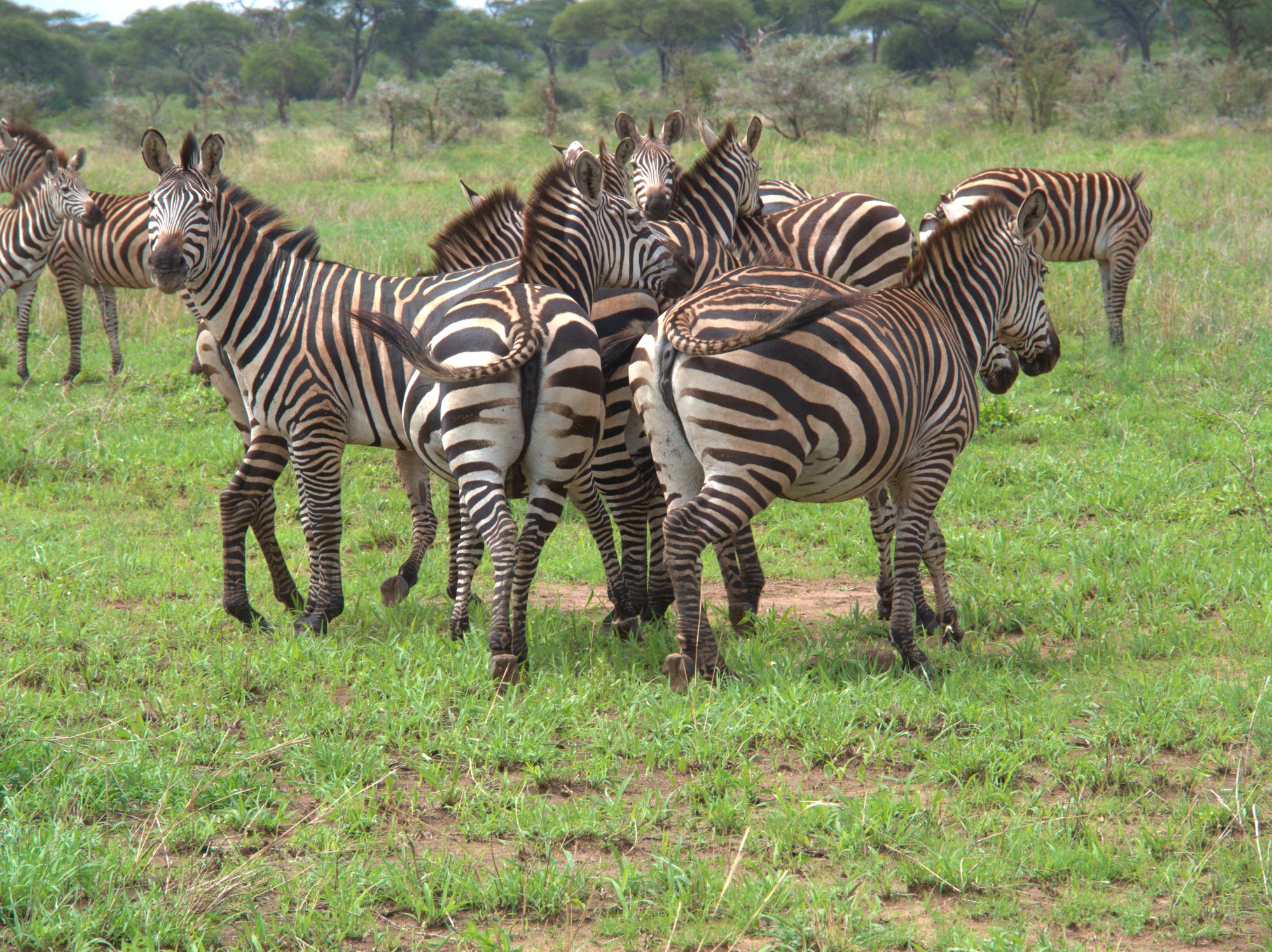 They should call this a kaleidoscope of zebras, not a herd