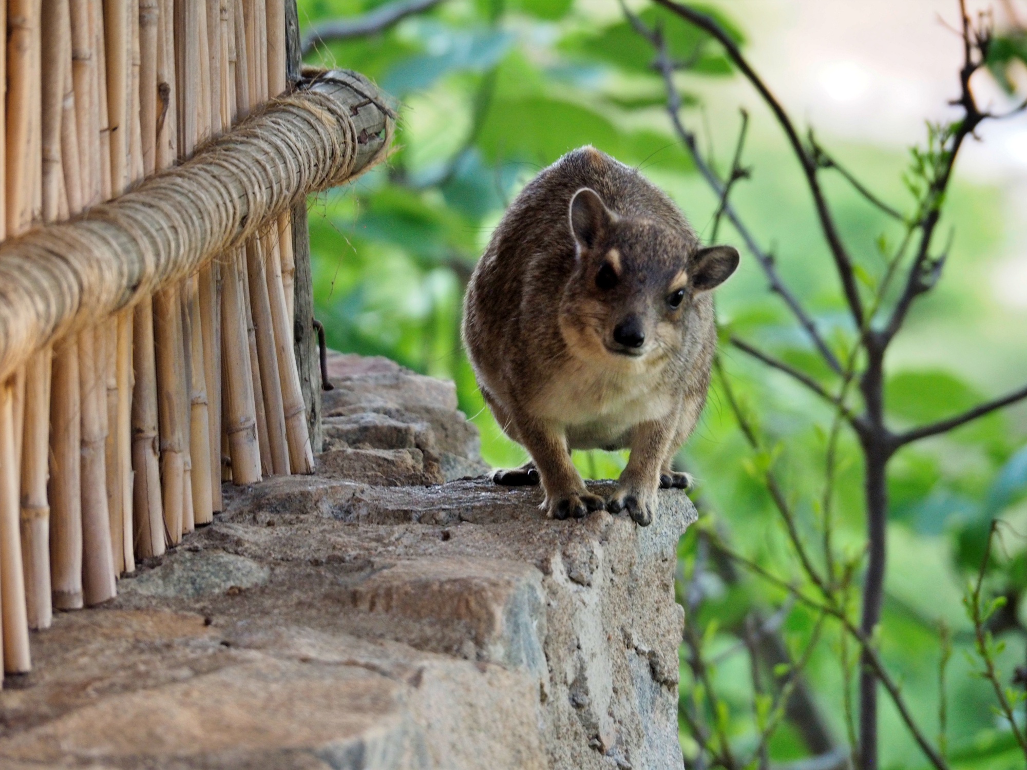 Another winning Scrabble word - the Rock Hyrax