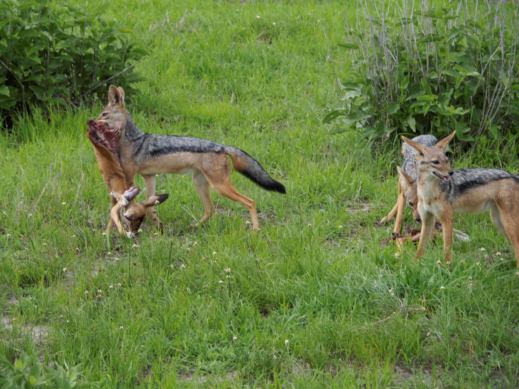 The Jackals chased off the vultures to snag this kill