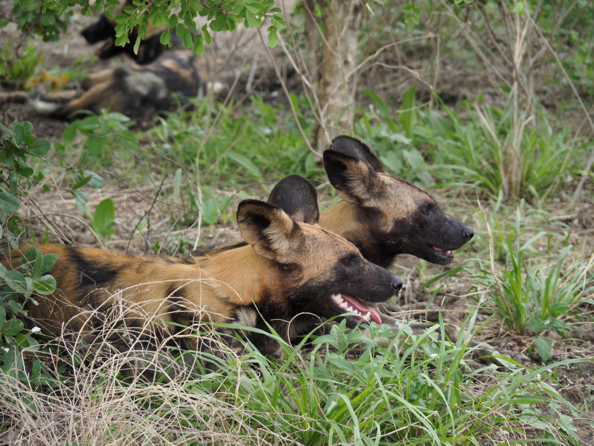 African wild dogs.