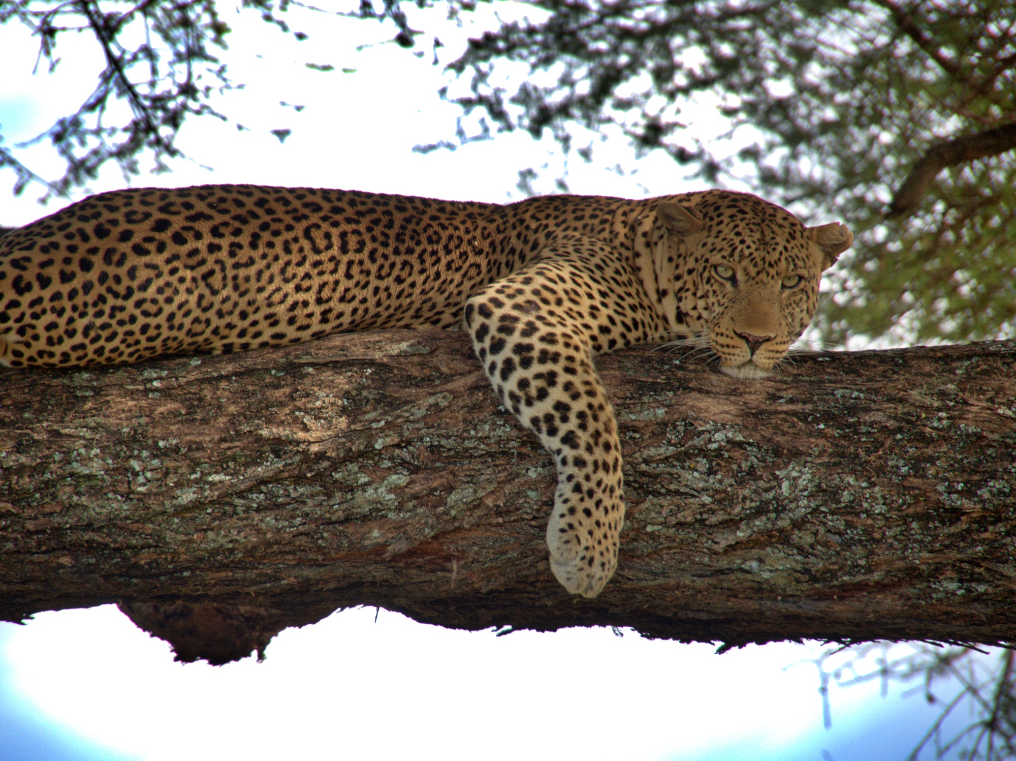 Sleepy but alert leopard