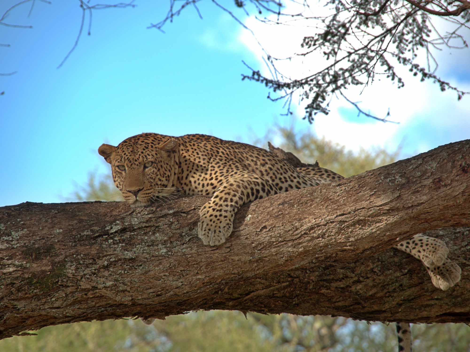 Sleepy but alert leopard