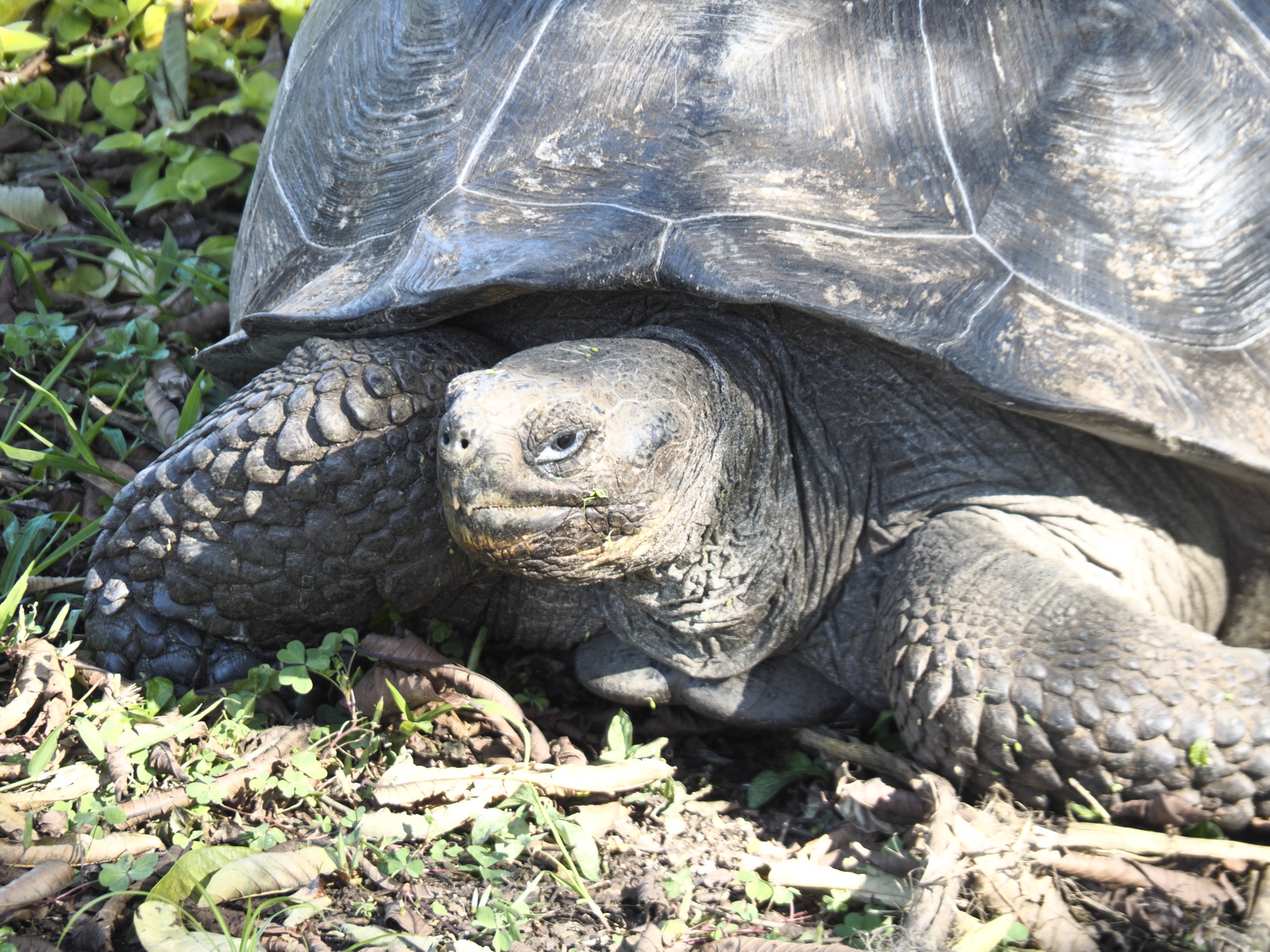 Galapagos tortoise