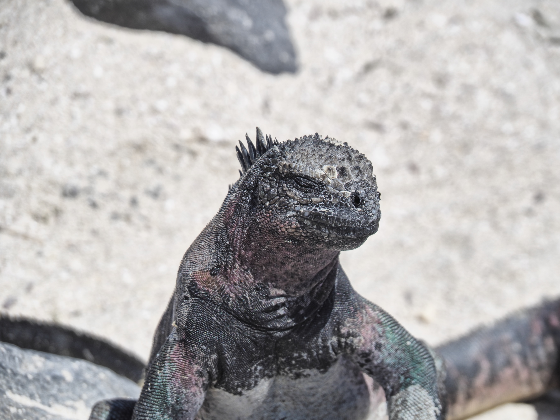 Marine Iguana
