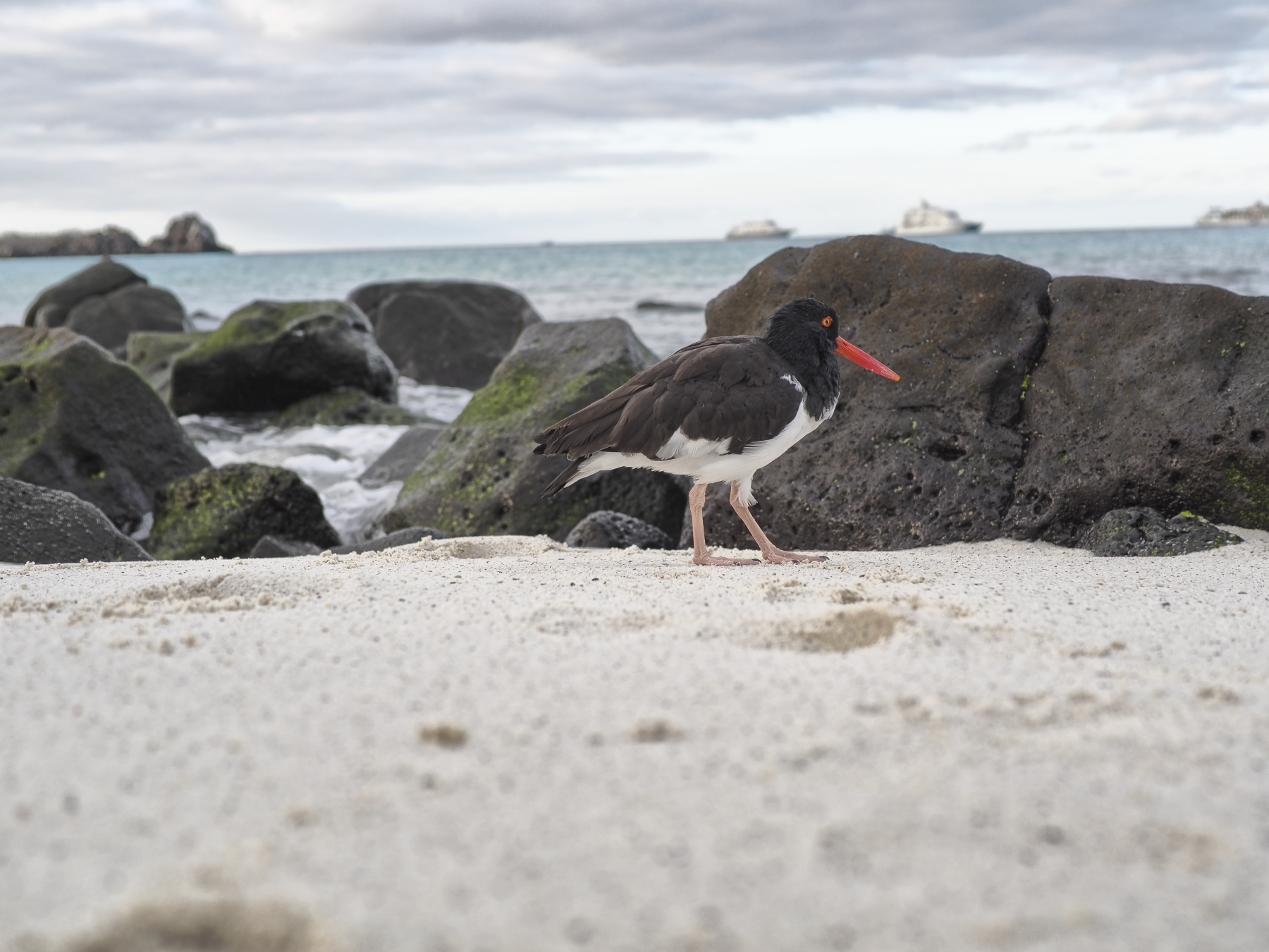 American Oystercatcher \
