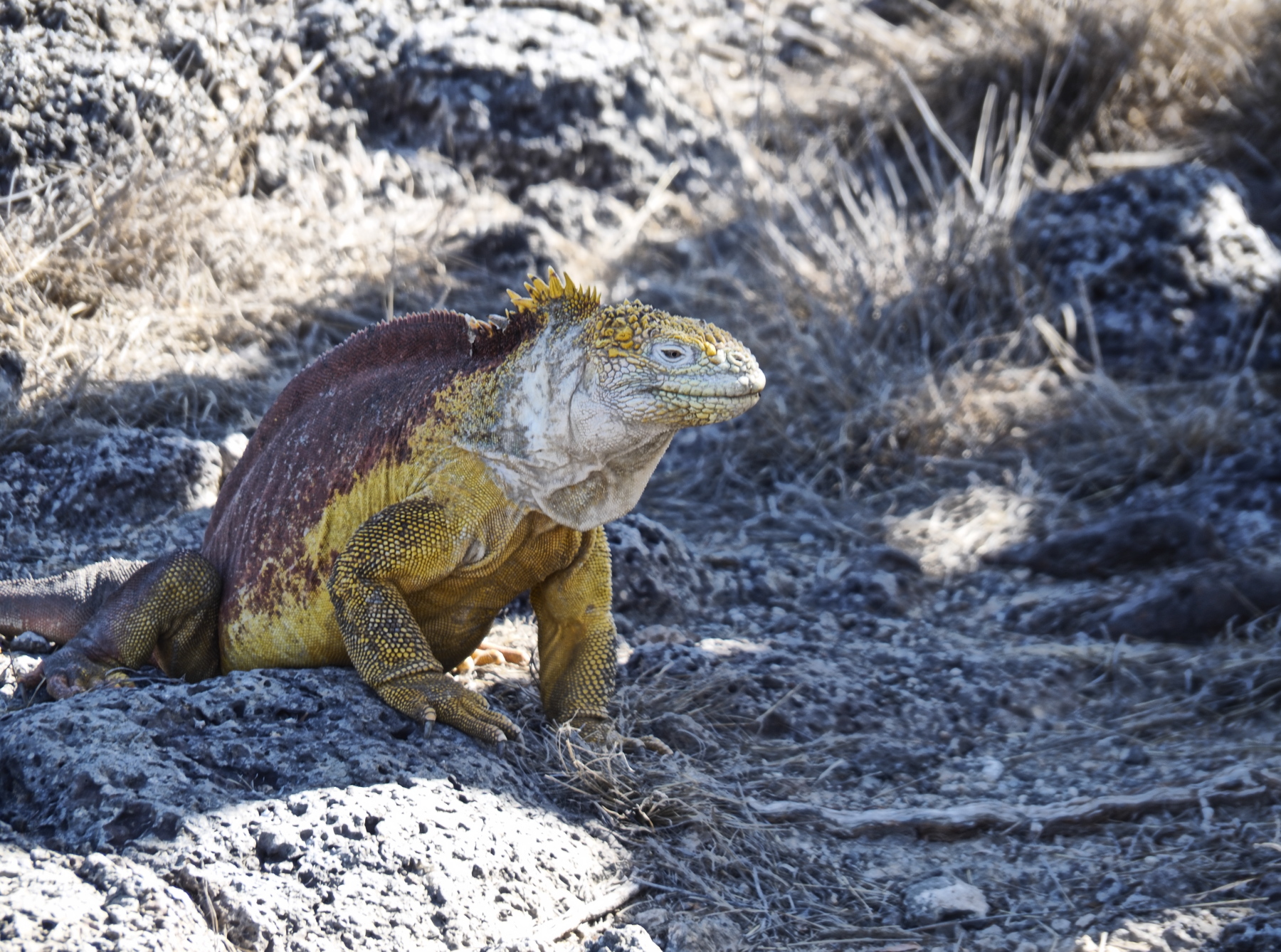 Land Iguana