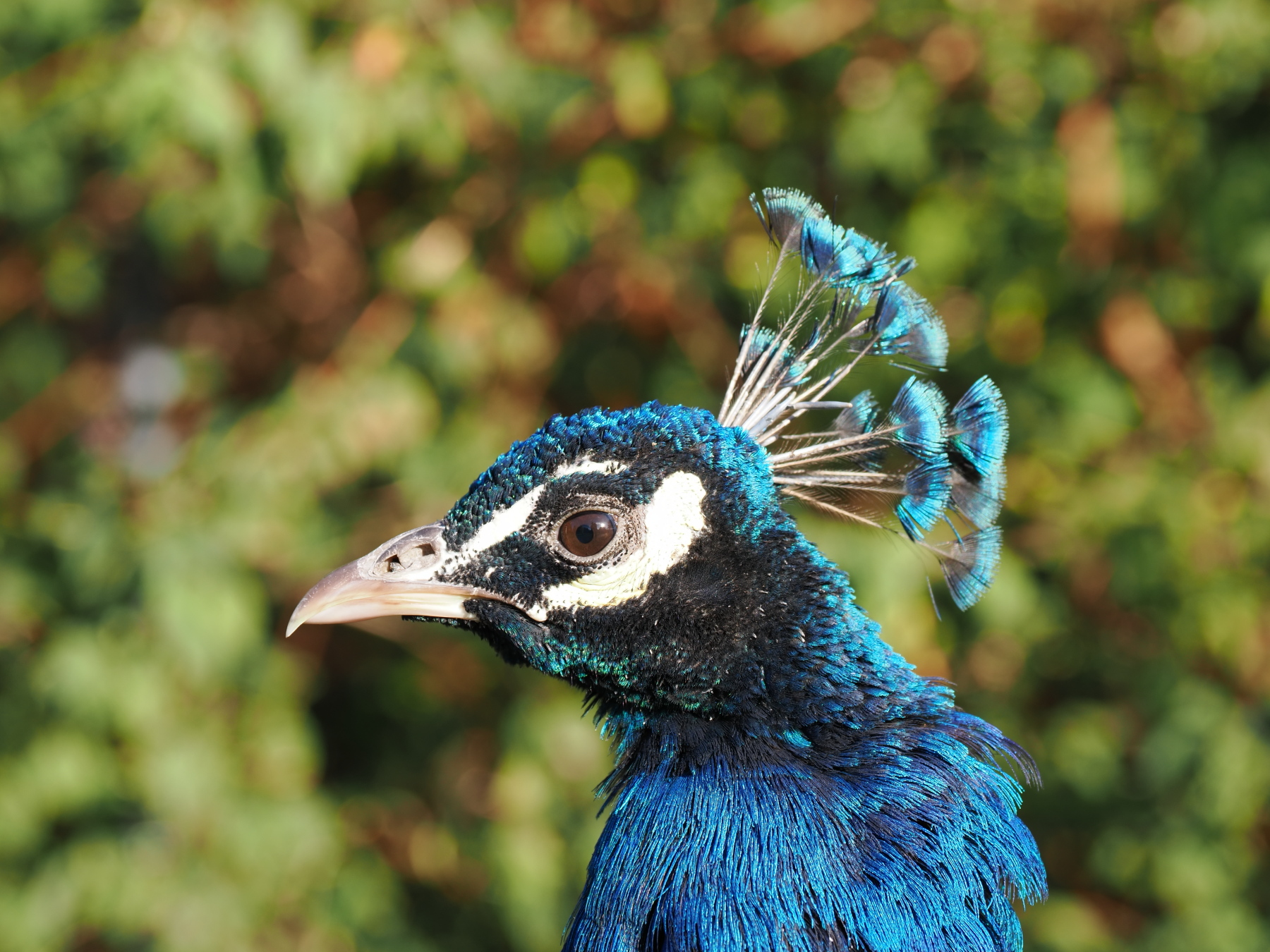 Peacock at Beacon Hill Park, Victoria  
