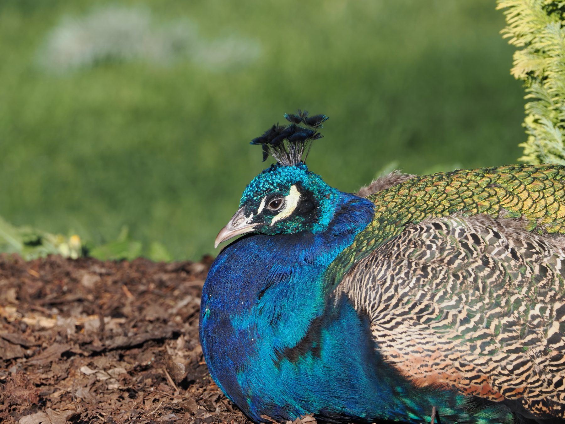 Peacock at Beacon Hill Park, Victoria